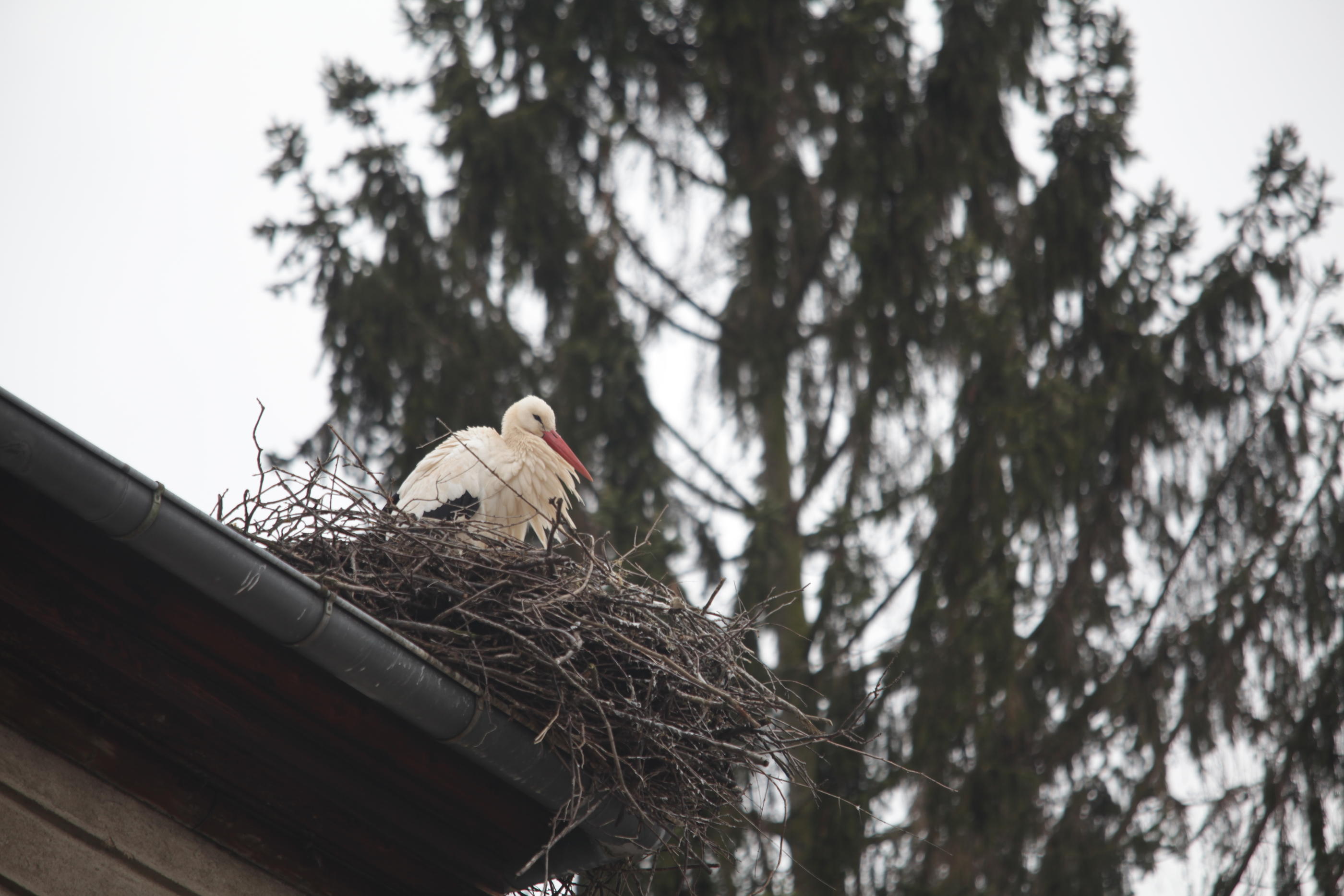 Certains nids de cigognes peuvent peser jusqu'à une tonne. (Illustration) LP/Olivier Boitet