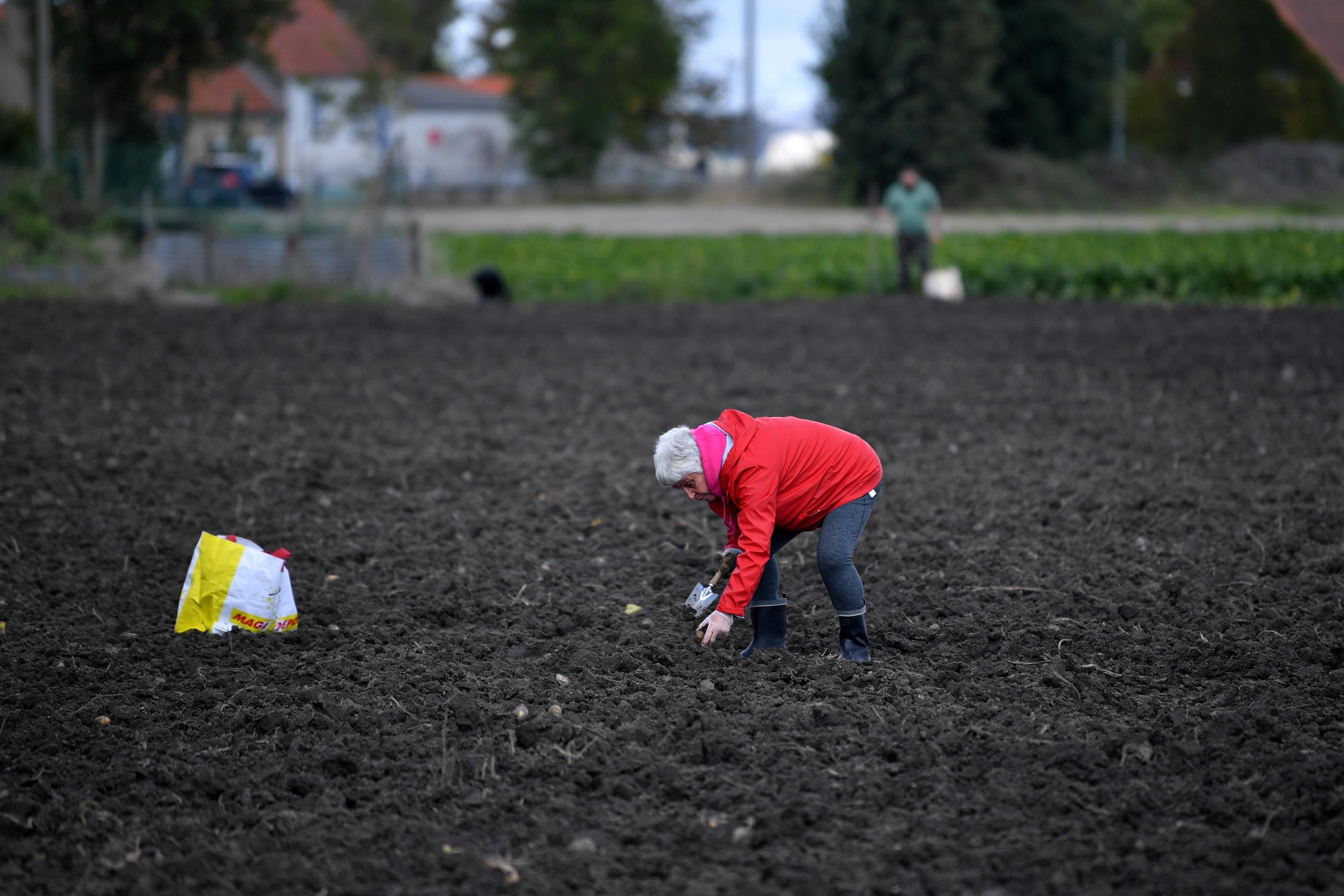 Le nombre de glaneurs dans les champs de Vincent Dezitter, à Spycker (Nord), est passé de 35 en 2012 à 1 200 chaque année aujourd'hui. (Illustration) PhotoPQR/La Voix du Nord/Florent Moreau