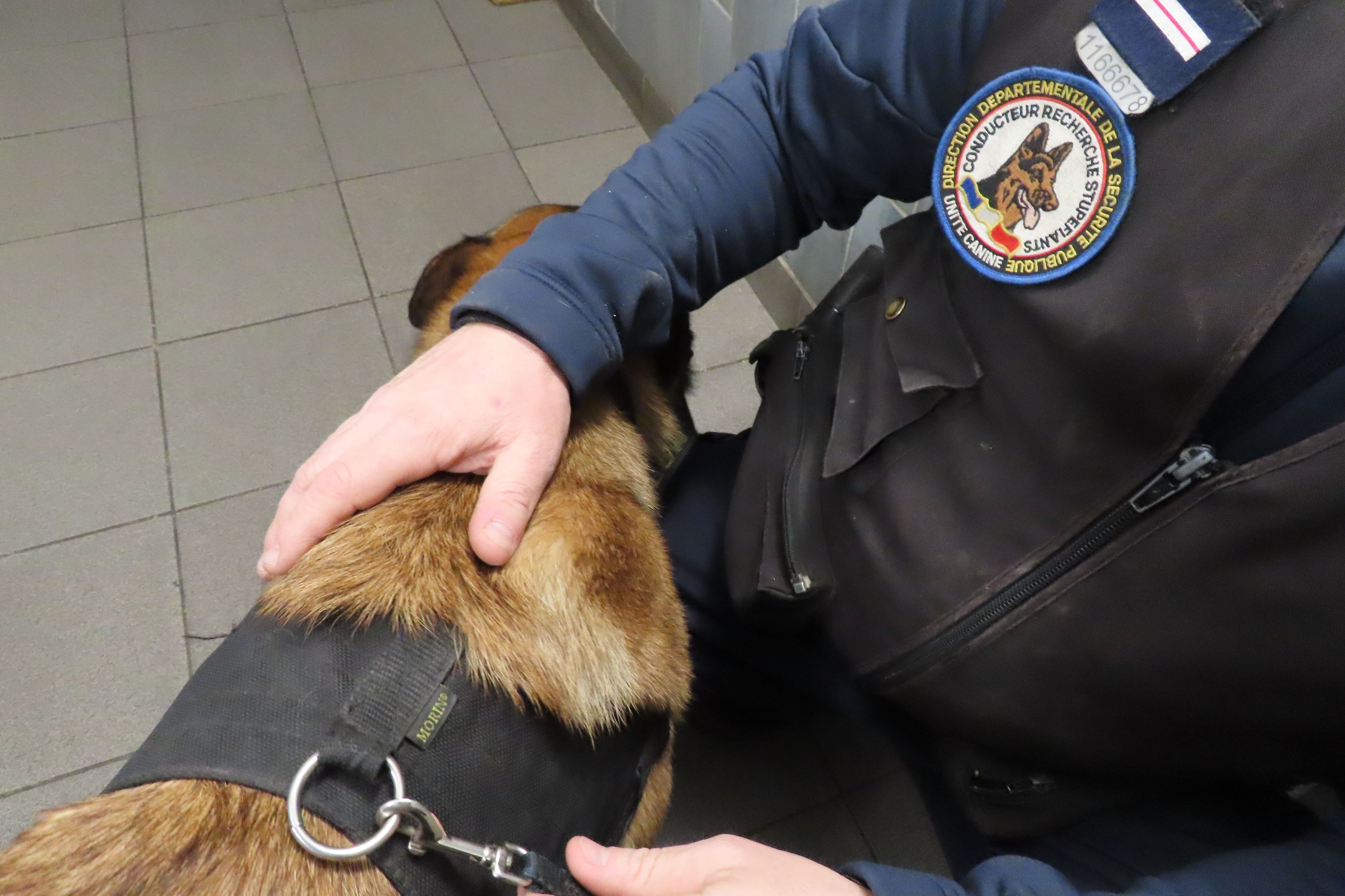 Illustration. Grâce au flair de leur chien spécialisé dans la détection de produits stupéfiants, les policiers du commissariat de Noisiel-Torcy ont saisi de la cocaïne et une forte somme d'argent dans un appartement de Champs-sur-Marne. LP/Guénaèle Calant