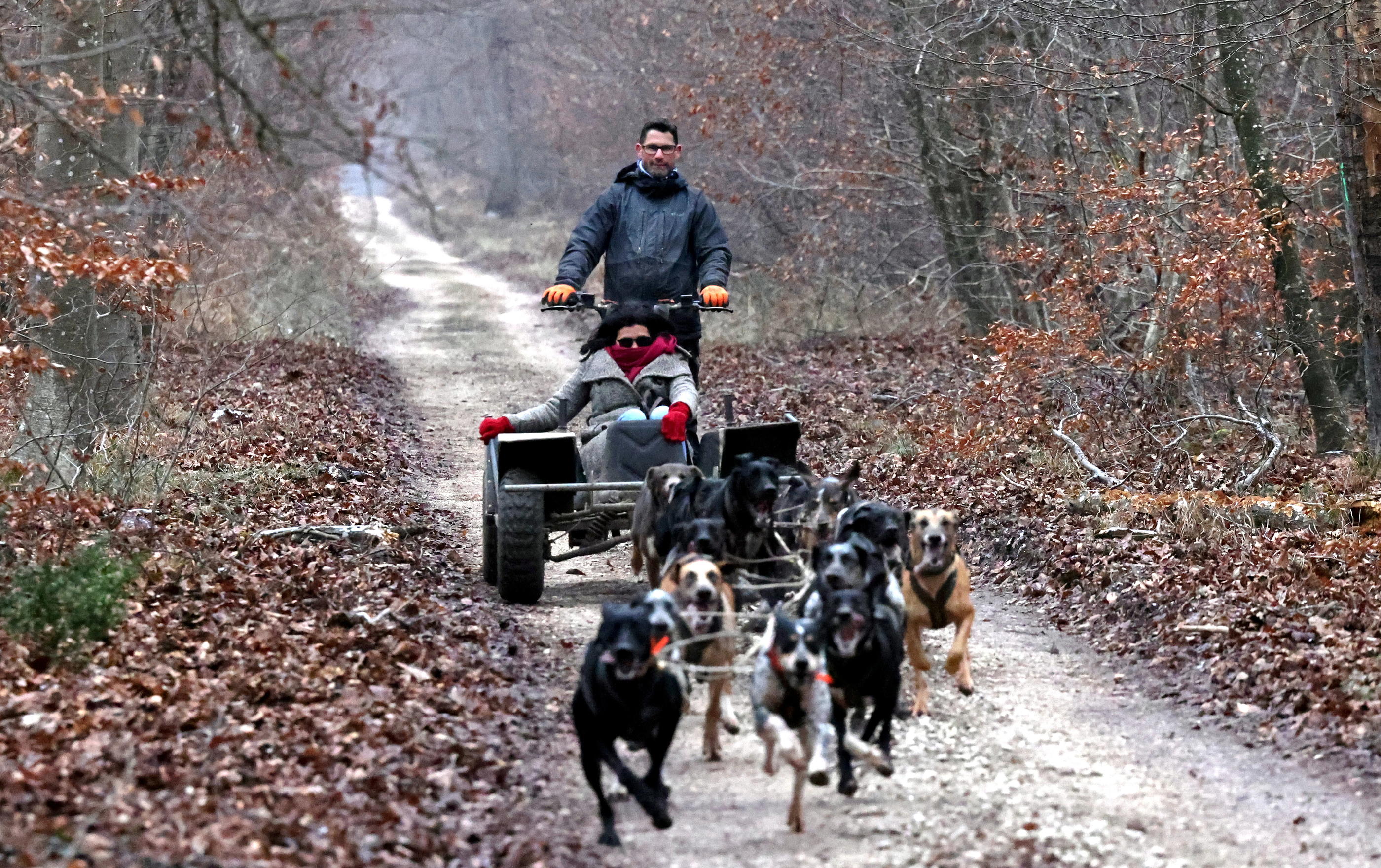 Fontainebleau, le 12 janvier. Sans huskies ni neige, Christian Perlwitz organise des initiations à la course en traîneau à chiens. Des sorties pouvant atteindre presque 30 km/h. LP/Jean-Baptiste Quentin