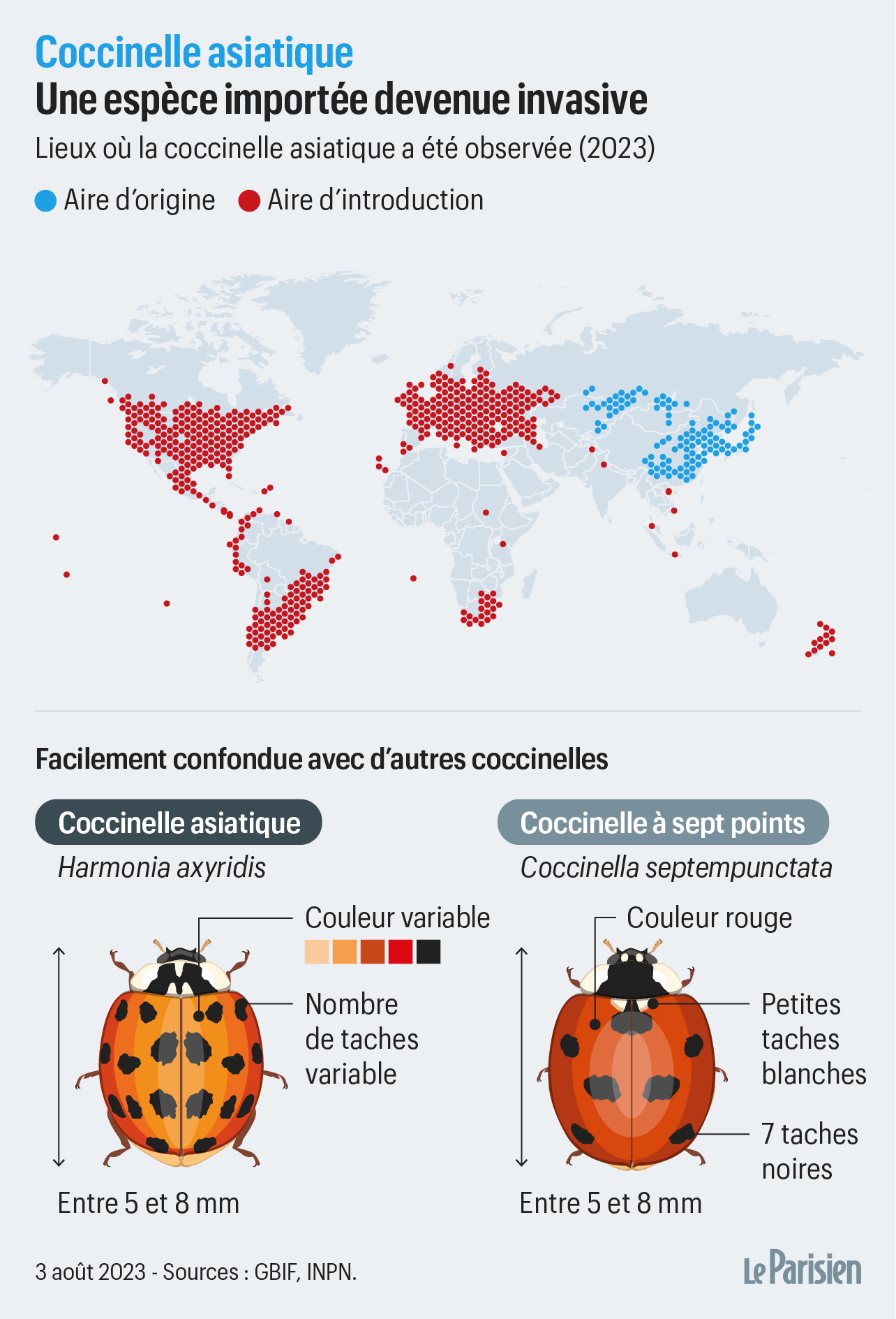 On a jou aux apprentis sorciers la coccinelle asiatique une