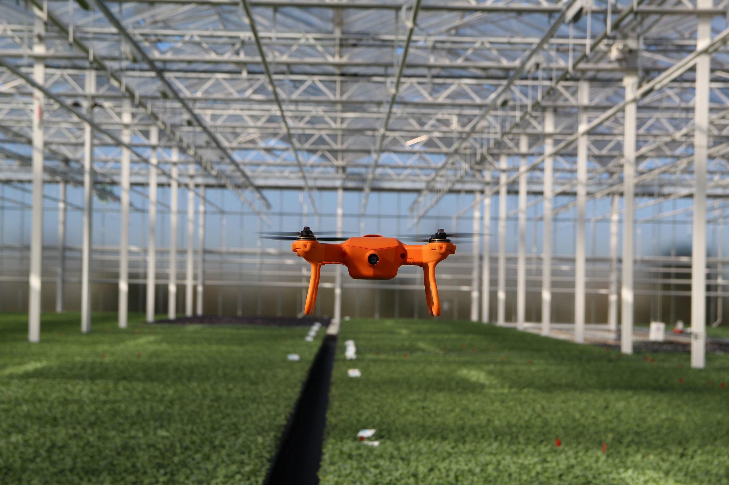 Les drones peuvent entre autres permettre de détecter des plants malades ou des zones manquant d’irrigation (illustration). DR/Aréa Services