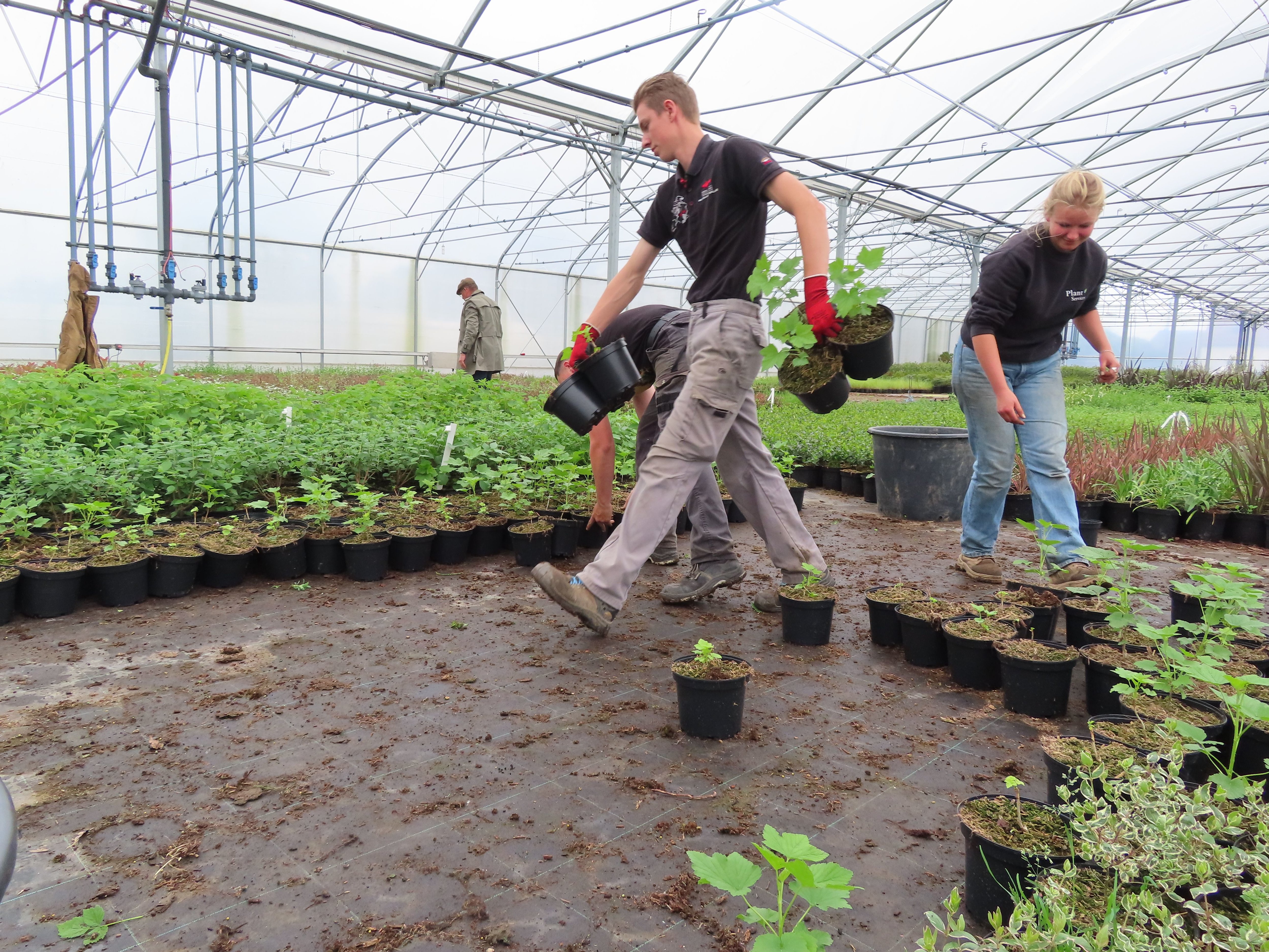 Carlepont, le 9 mai. Fidèles aux Journées des plantes au château de Chantilly, les Jardins de l'Oise sont l'un des derniers pépiniéristes producteurs de Picardie. LP/Hervé Sénamaud