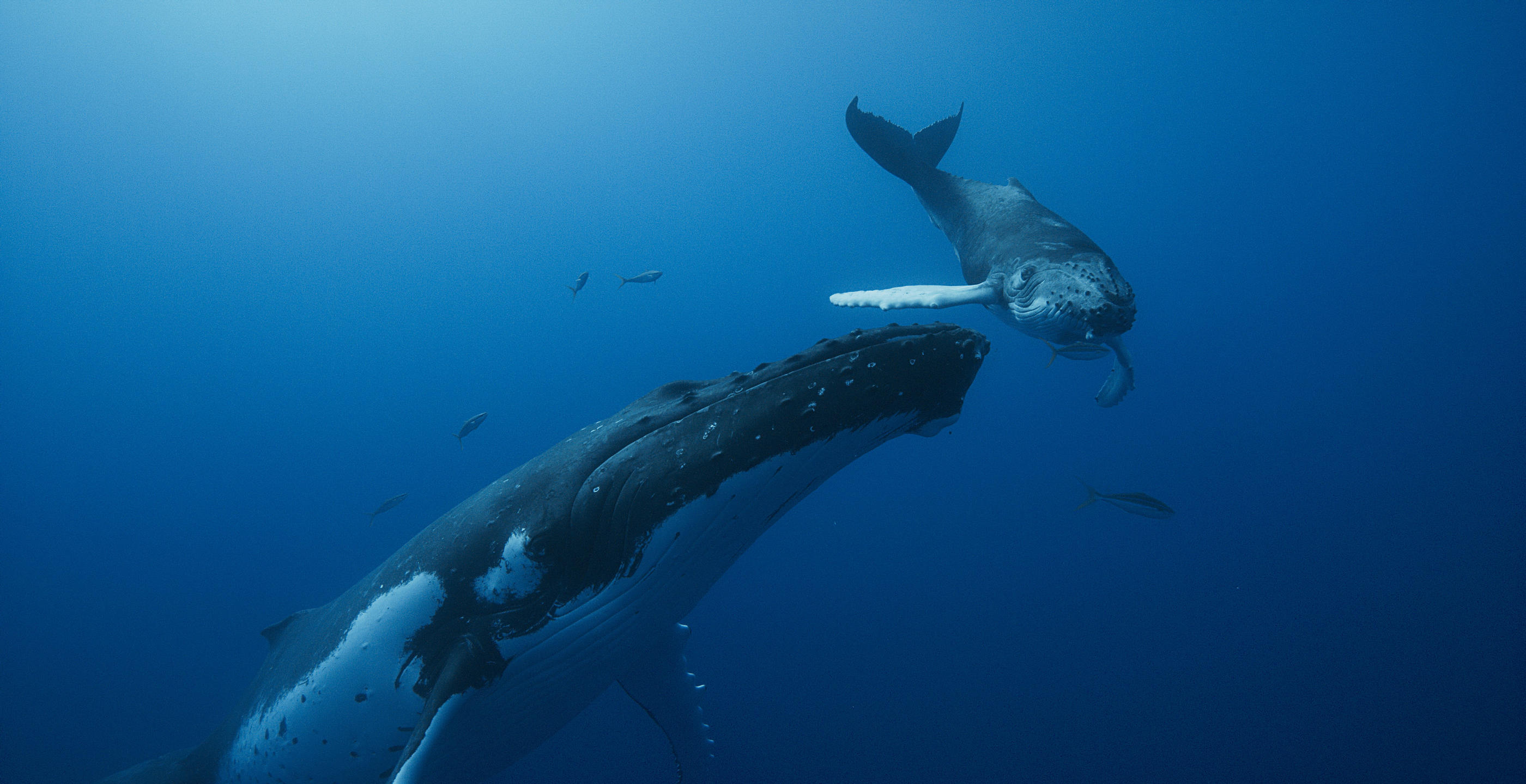 Le réalisateur Jean-Albert Lièvre et le plongeur René Heuzey ont pu approcher les baleines de très près. Bien Sûr Productions/Le Collectif 64