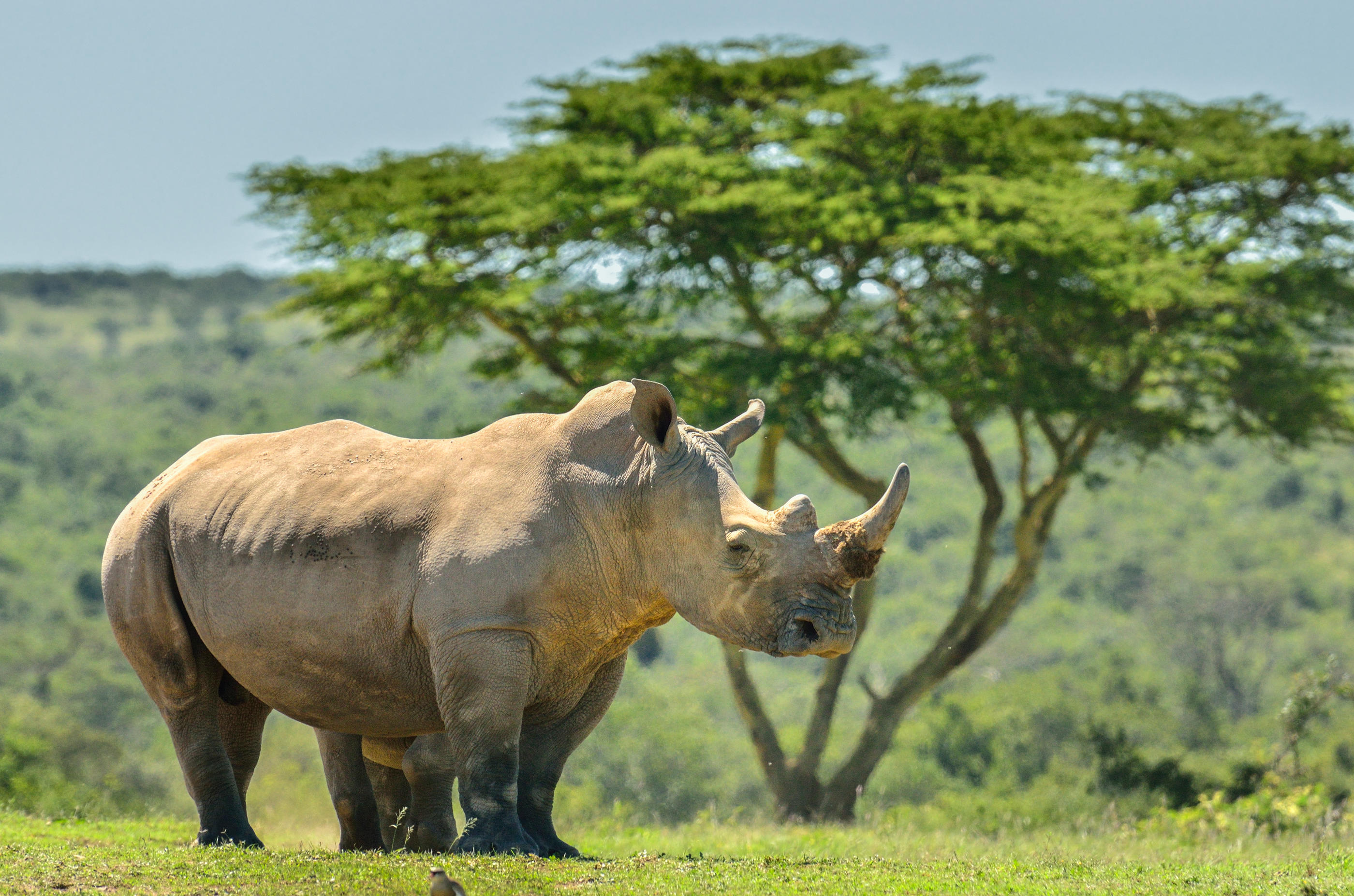 C'est la première fois depuis 2012 que le nombre des rhinocéros blancs (photo) augmente, une espèce victime du braconnage. Getty Images/Reinhard Mink