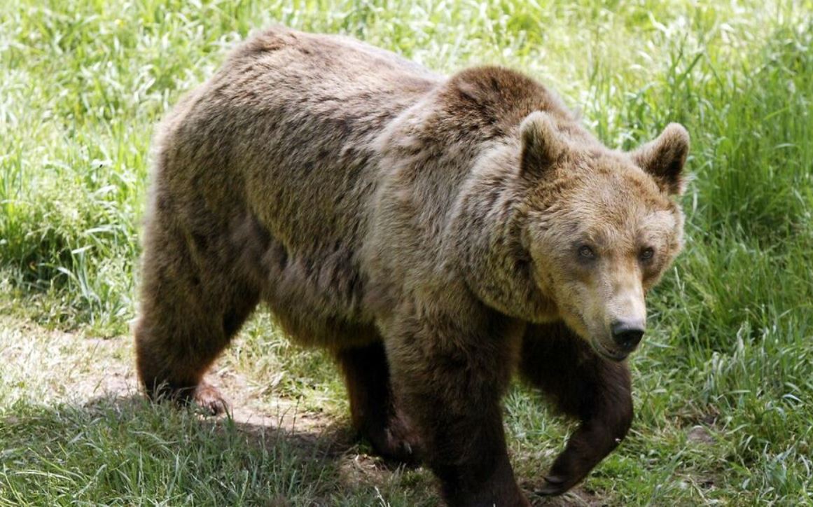En Espagne, quelque 330 ours bruns vivent dans la chaîne de montagnes cantabrique et environ 76 autres dans les Pyrénées. (Illustration) AFP/Georges Gobet
