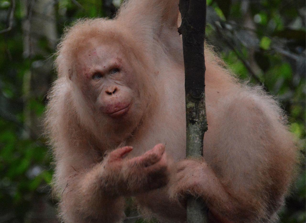 Un Orang-Outan s'est soigné seul avec des plantes médicinales. (Illustration) AFP