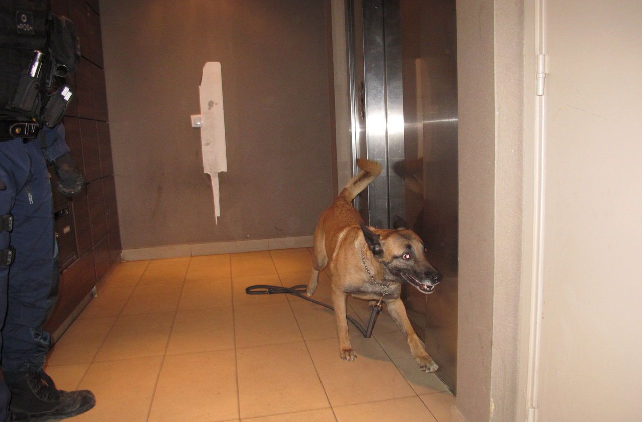 Illustration. Les opérations d'envergure menées par les policiers ont été menées en présence de chiens détecteurs de produits stupéfiants.