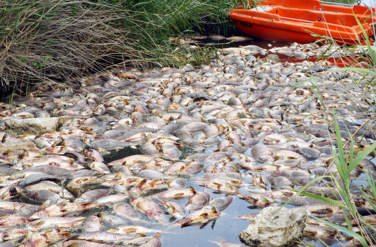 Ardennes : une plainte contre Nestlé après la mort de trois tonnes de poissons