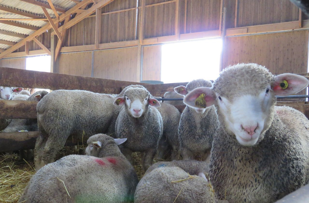 A Boissy-Fresnoy, les gendarmes sont tombés sur un abattoir clandestins de moutons. Onze ont été tués mais trente-trois ont pu être sauvés. (Archives) LP/Stéphanie Forestier