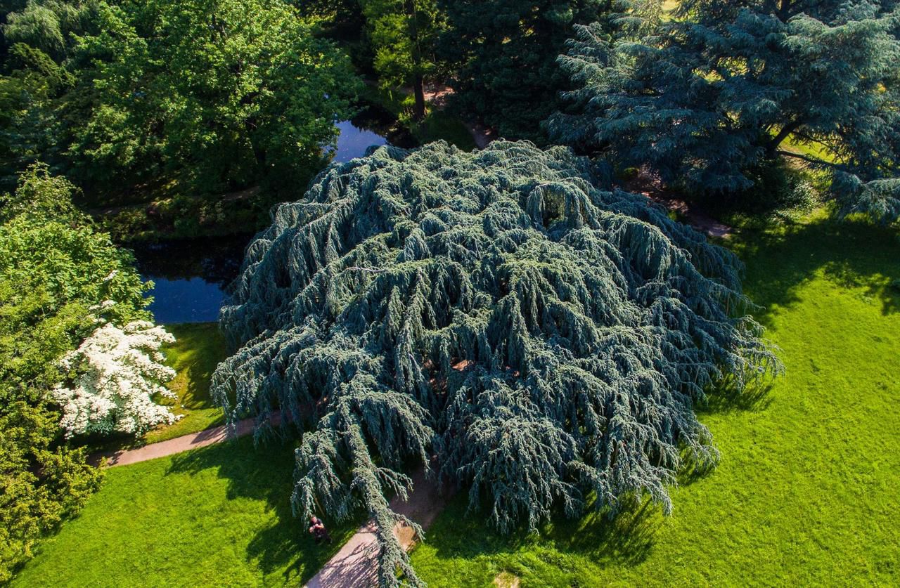 <b></b> Filmé par un drone, le cèdre bleu pleureur de l’Atlas de Châtenay-Malabry avait été élu arbre de l’année 2015. Il avait été transplanté en 1895 près du plan d’eau de l’Arboretum de la Vallée-aux-Loups. 
