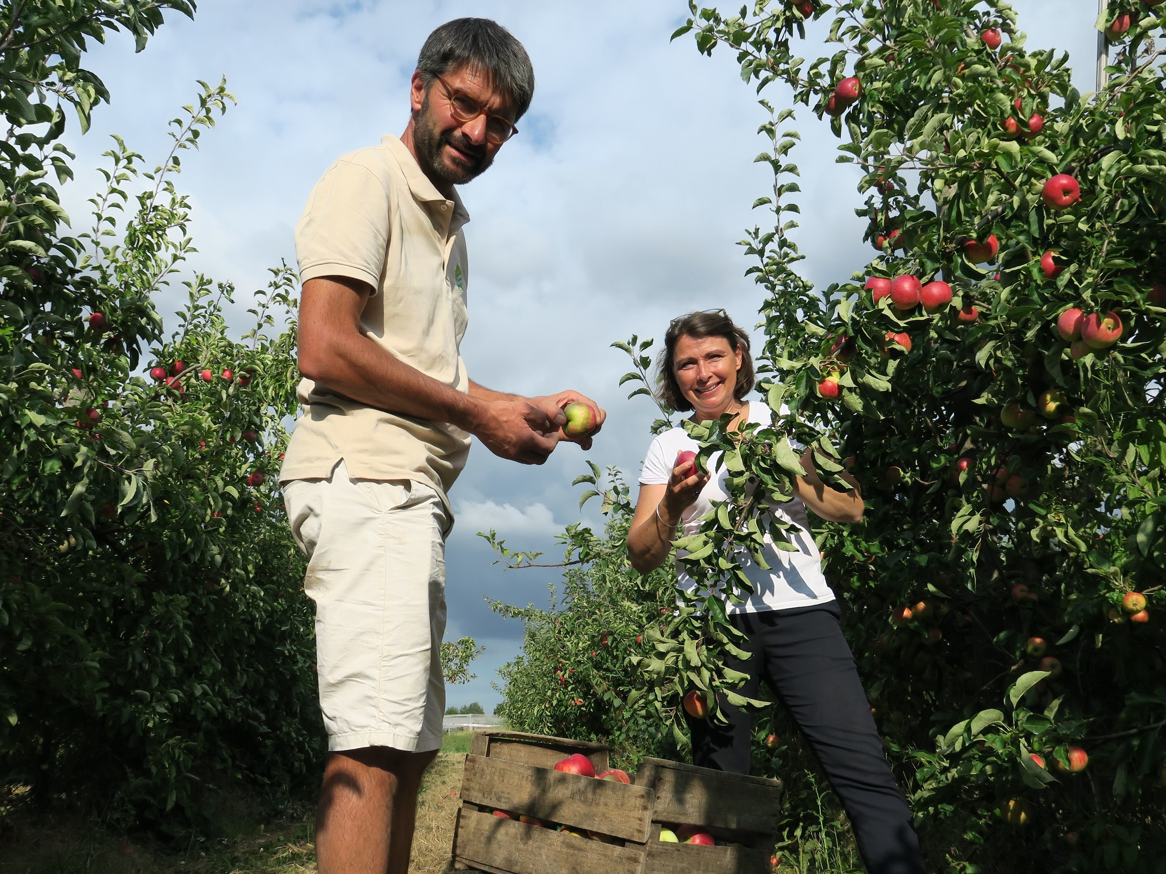 Lieusaint, le 31 août 2021. Après des nuits à lutter contre le gel intense de ce printemps, Luc et Isabelle ont retrouvé le sourire. Ils ont réussi à sauver une partie de leurs fruits que les particuliers vont venir cueillir. LP/Faustine Léo