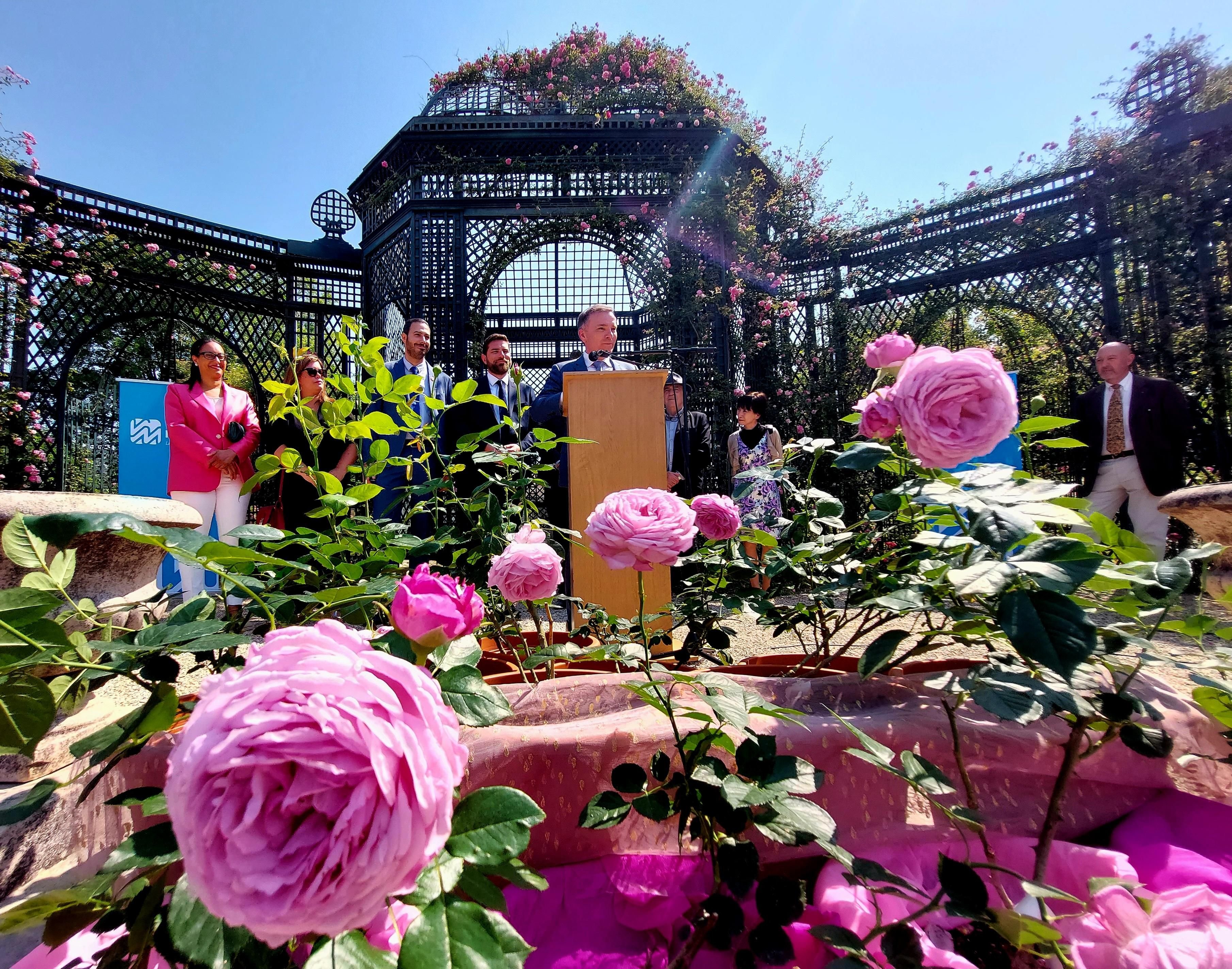 L'Haÿ-les-Roses, mercredi. Le président du département Olivier Capitanio était présent ce 7 juin lors du baptême de cette fleur à la Roseraie du Val-de-Marne, à L’Haÿ-les-Roses. LP/Fanny Delporte