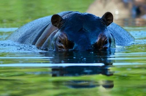 A Doradal, en Colombie, les hippopotames étaient devenus une attraction pour les visiteurs de l'hacienda de Pablo Escobar et de son zoo privé, transformés en parc thématique sur 400 hectares. AFP/Raul Arboleda
