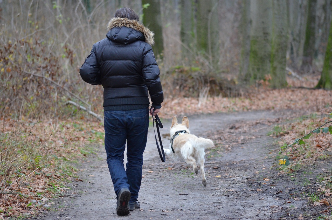 Il est interdit de promener son chien sans laisse en période printanière pour prévenir la destruction des oiseaux et de toutes espèces de gibier et ainsi favoriser leur repeuplement. Pixabay