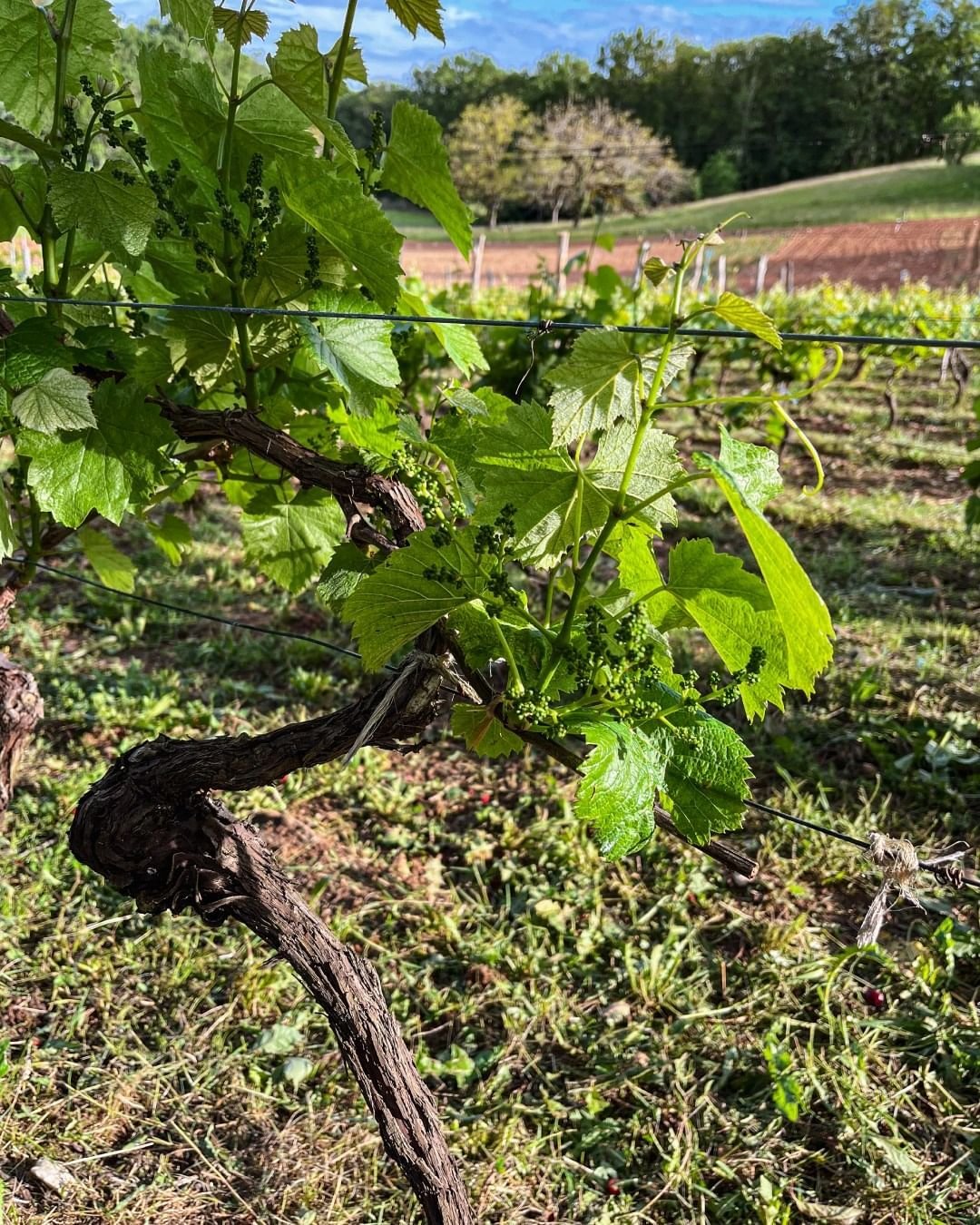 Le dernier épisode climatique s’est déroulé en mai 2024 avec un phénomène de gel tardif qui a ravagé 90% des vignes de cette AOC, entraînant le syndicat des Vins de Cahors a demandé cet arrachage sanitaire. DR