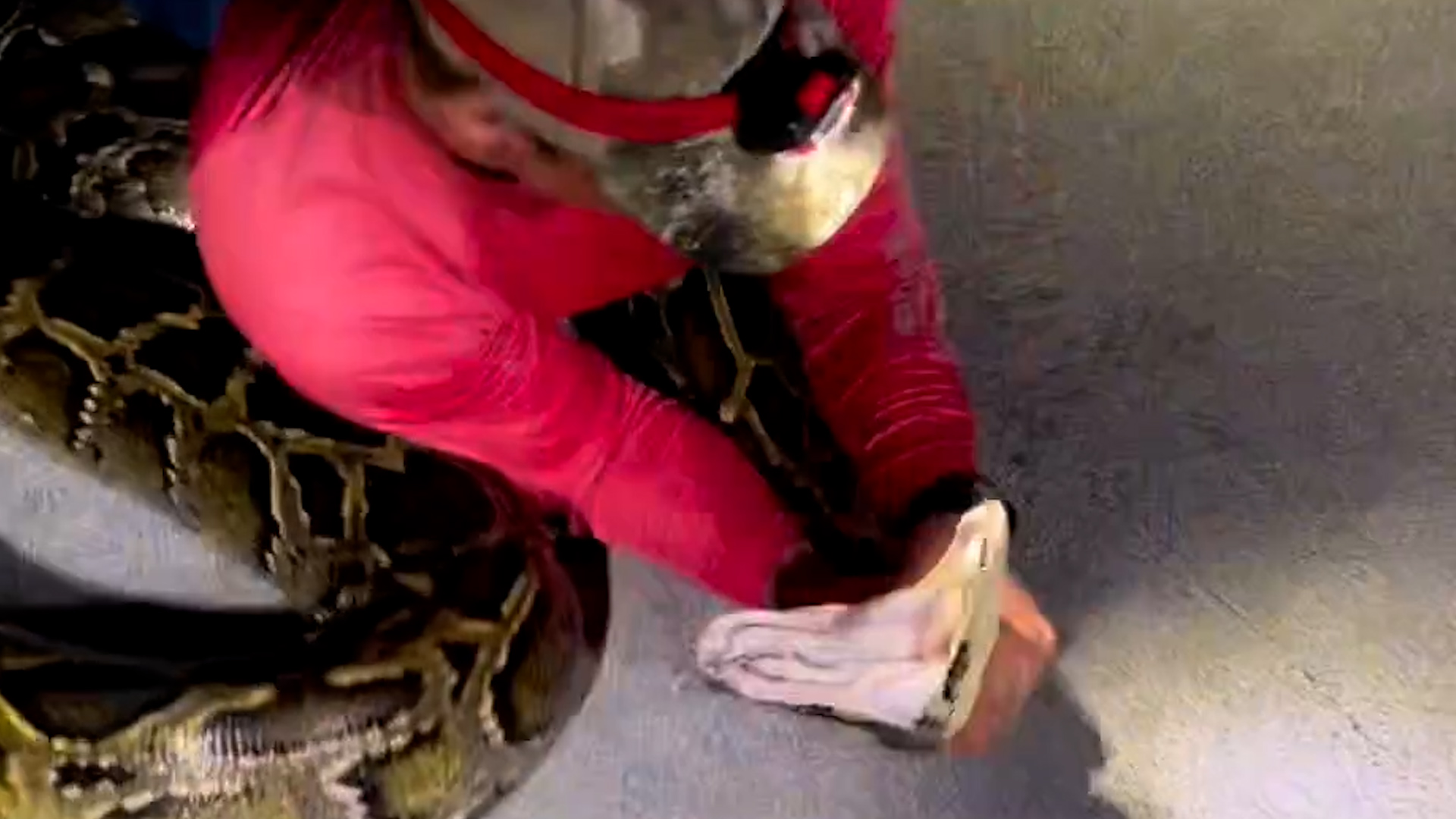 Un serpent de plus de 5 mètres capturé en Floride