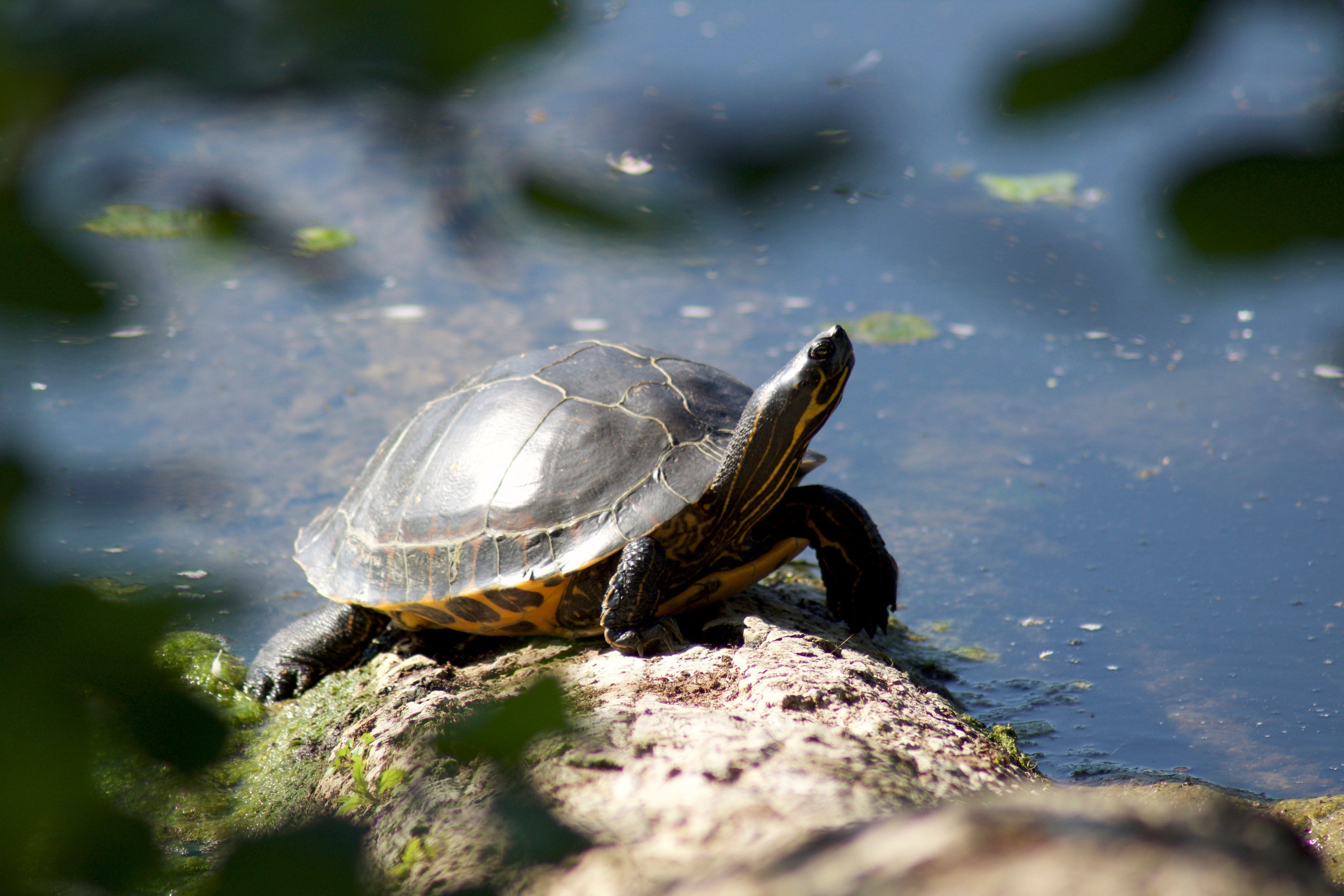 Aux étangs de Commelles, une petite population de tortues de Floride a pris ses quartiers. Aurélien Alcade