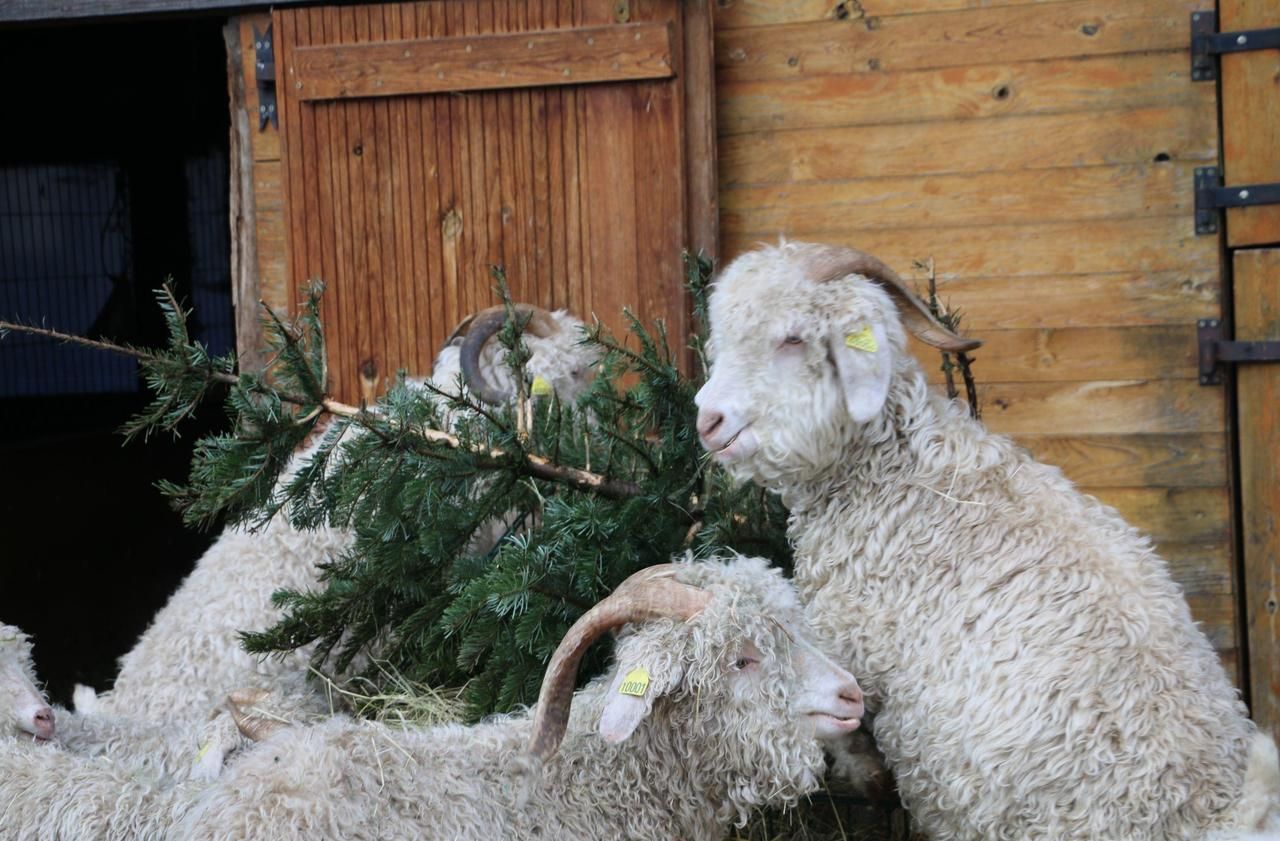 <b></b> Ce vendredi, à la ferme urbaine de Villers-Saint-Paul. Magali Haring s'occupe de donner des sapins à ses chèvres.