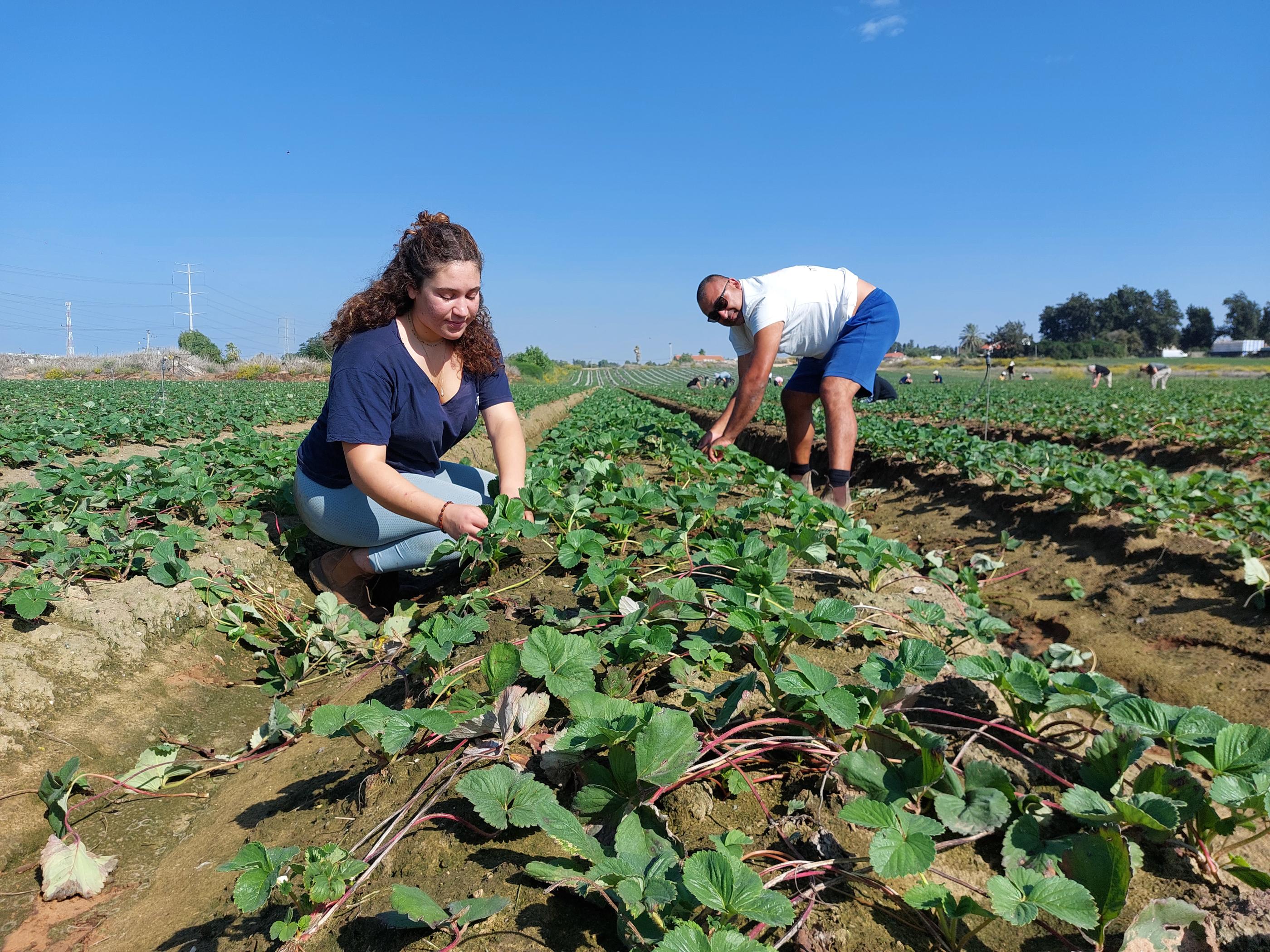Kadima Zoran (Israël), le 31 octobre. Chahi Ariel (à droite), exploitant agricole, accueille des volontaires dans ses champs pour pallier la pénurie de main-d’œuvre. Sarah Sadan, 18 ans, a répondu à l'appel. LP/Timothée Boutry