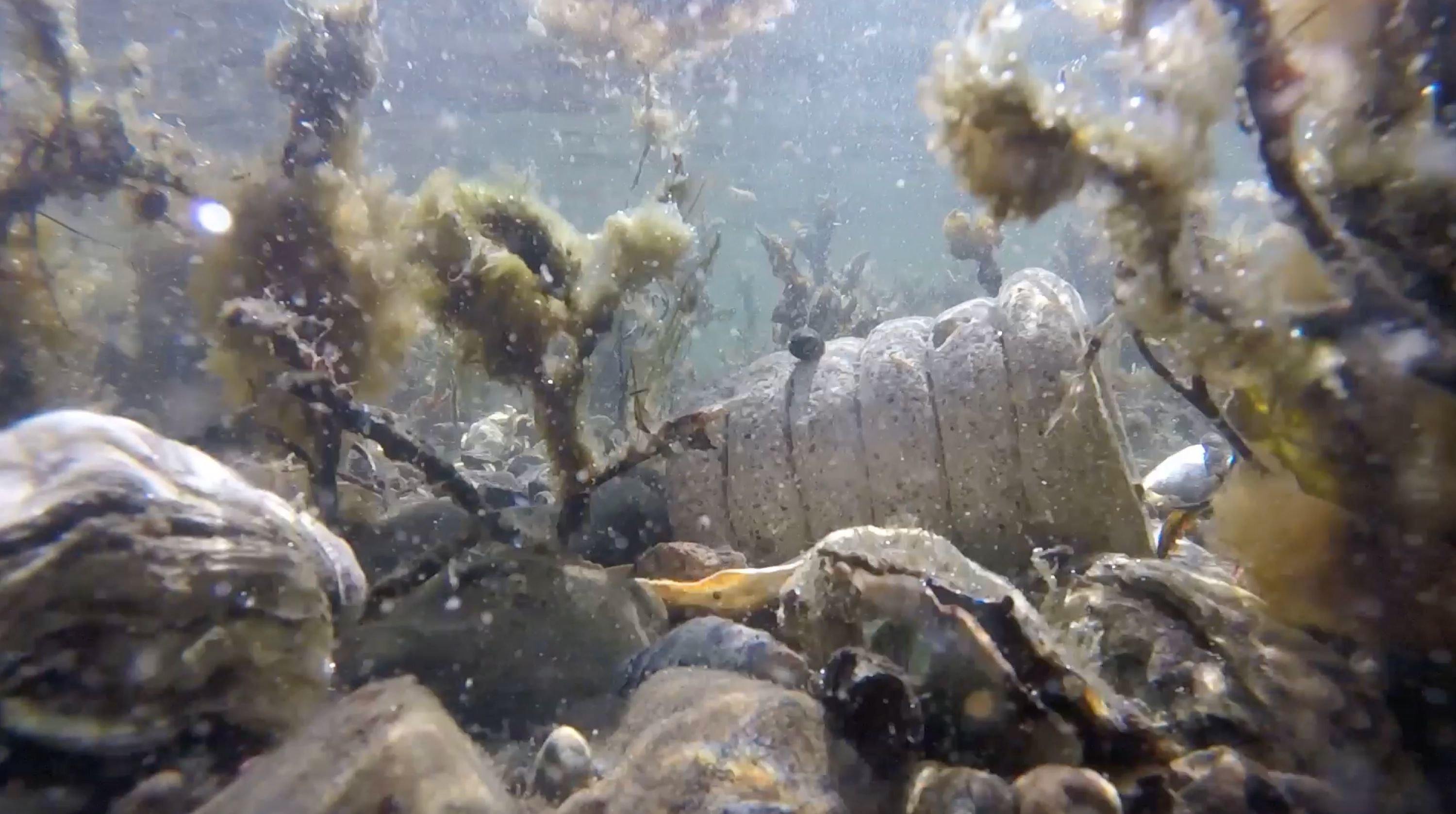 La start-up Resting Reef prévoit de fabriquer des urnes sous-marines à partir de cendres de défunts pour aider les récifs d'huitres, en Angleterre, à retrouver la vie. Resting Reef