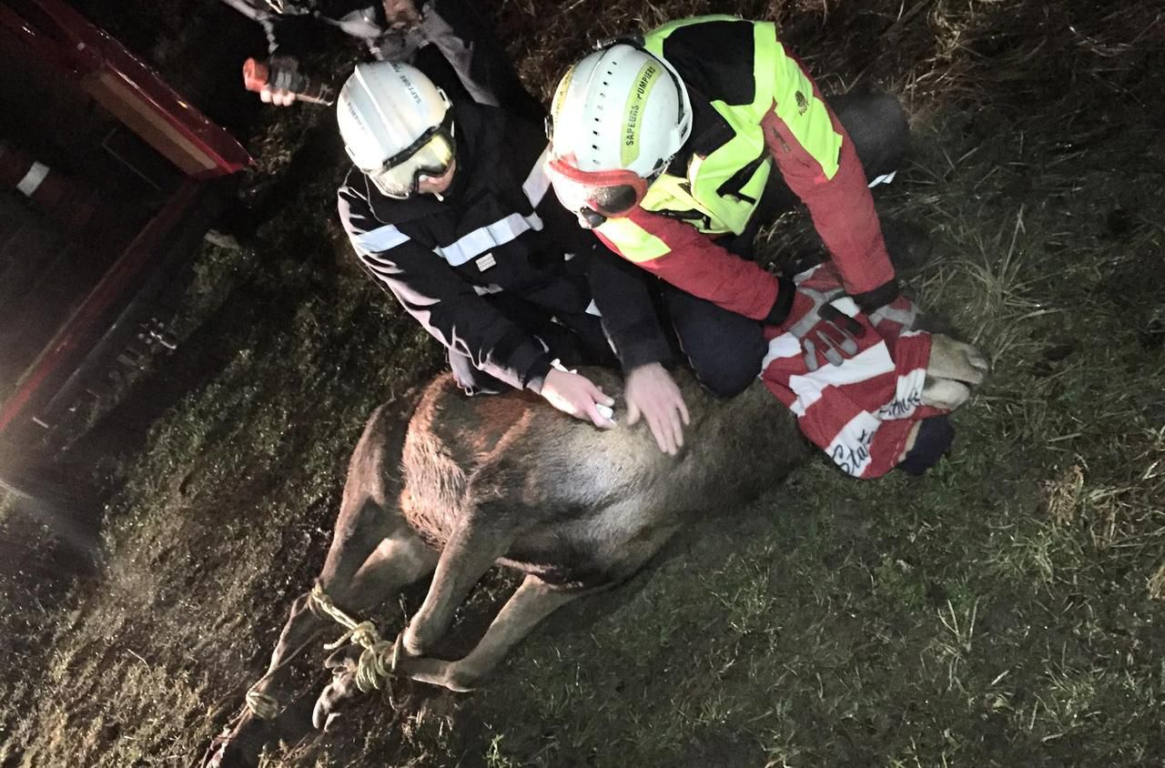 <b></b> Pont-Sainte-Maxence : un cerf traqué en centre-ville, endormi, et relâché en forêt