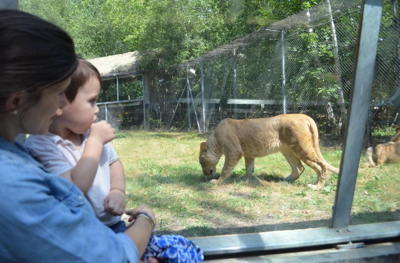 <b></b> Thoiry, archives. Il faudra patienter encore de longues semaines avant de pouvoir de nouveau approcher les lions du zoo.