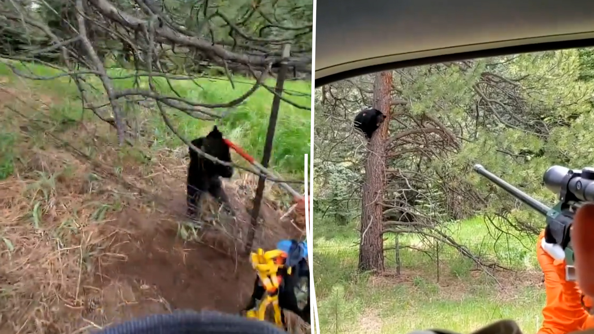 Les agents des parcs et de la faune sauvage du Colorado ont pu sauver samedi dernier un ourson, coincé dans un grillage.