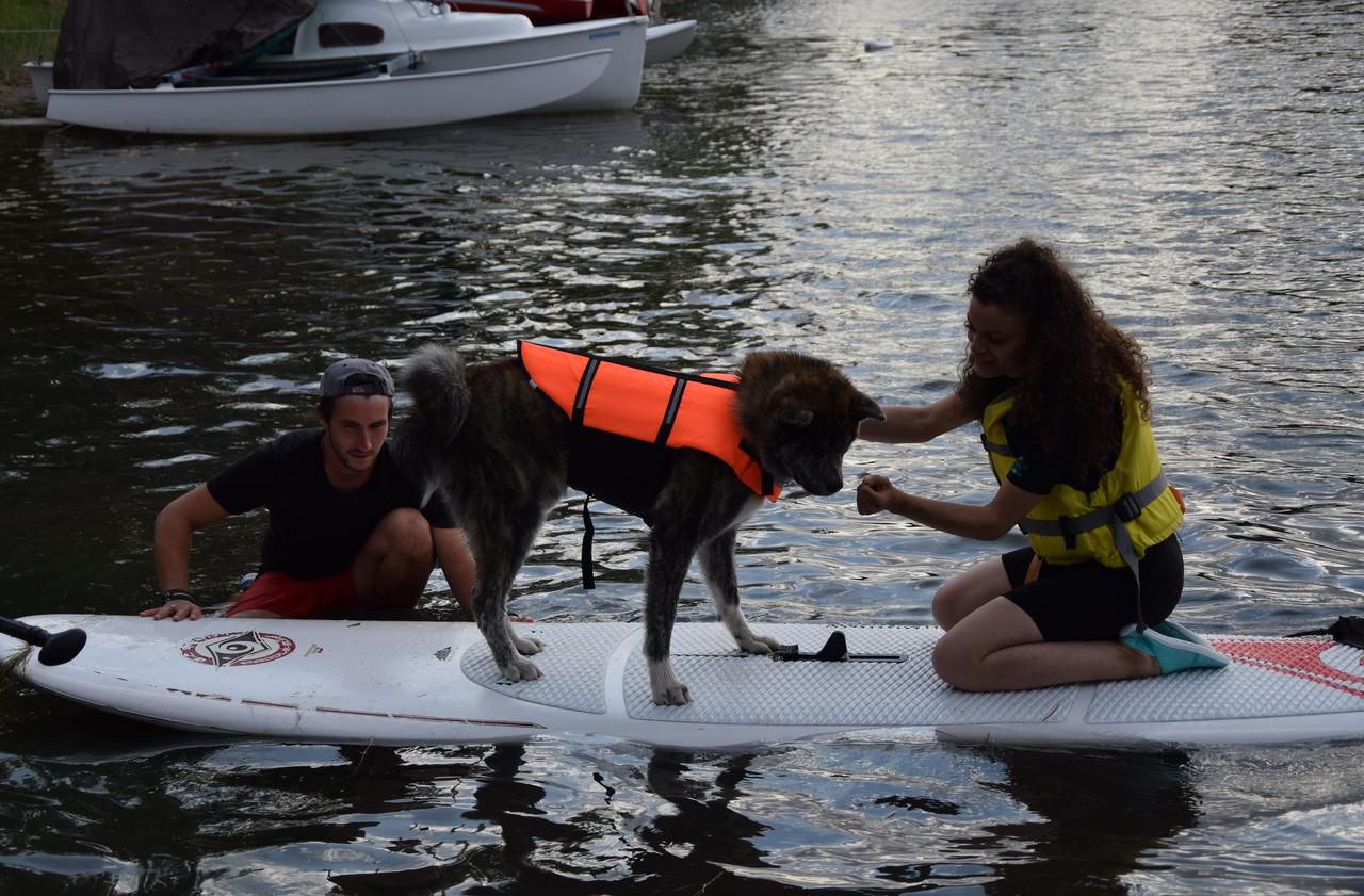 <b></b> Base de loisirs de Jablines (Seine-et-Marne), le 3 août 2020. Pour les chiens les moins à l’aise avec l’eau, des gilets de sauvetage sont proposés.