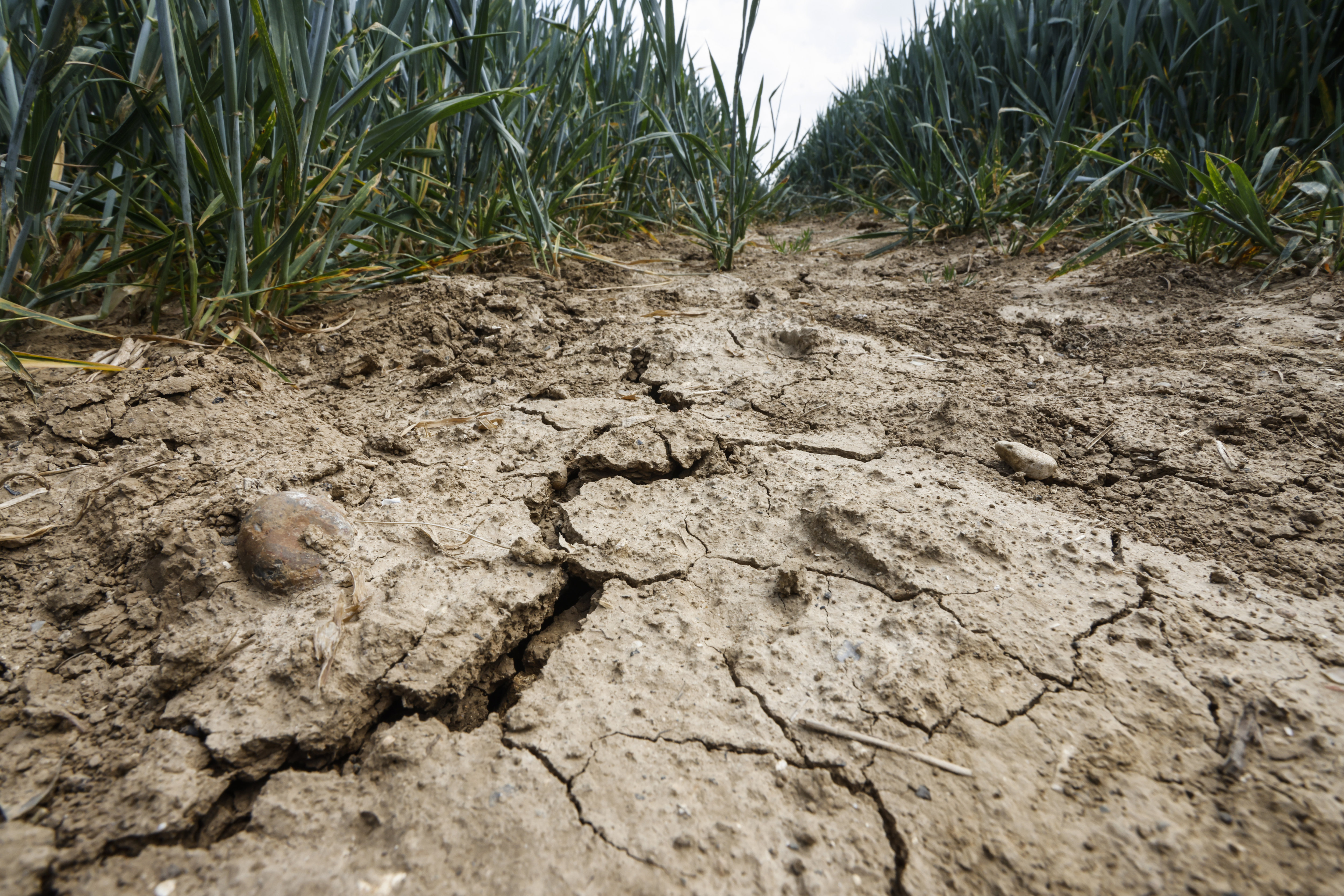 Illustration. Le manque d'eau se fait sentir dans le Calvados où la pluie se fait rare depuis le début de l'année 2022./© Arnaud Dumontier pour Le Parisien