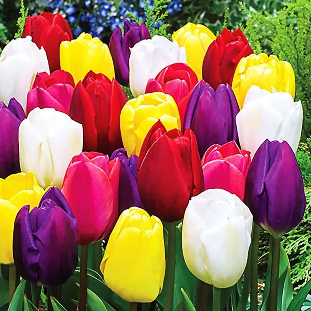 Les 10 fleurs phares à mettre dans votre jardin au printemps - Le Parisien