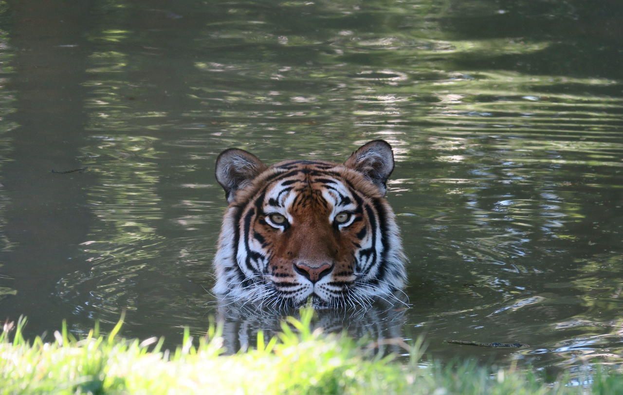 <b>Ozoir-la-Ferrière, mercredi.</b> Pour se rafraichir, un des tigres du zoo a multiplié les bains.  