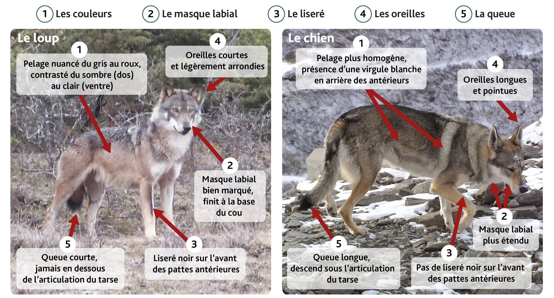 Le loup peut être présent partout en France» : pourquoi les traces