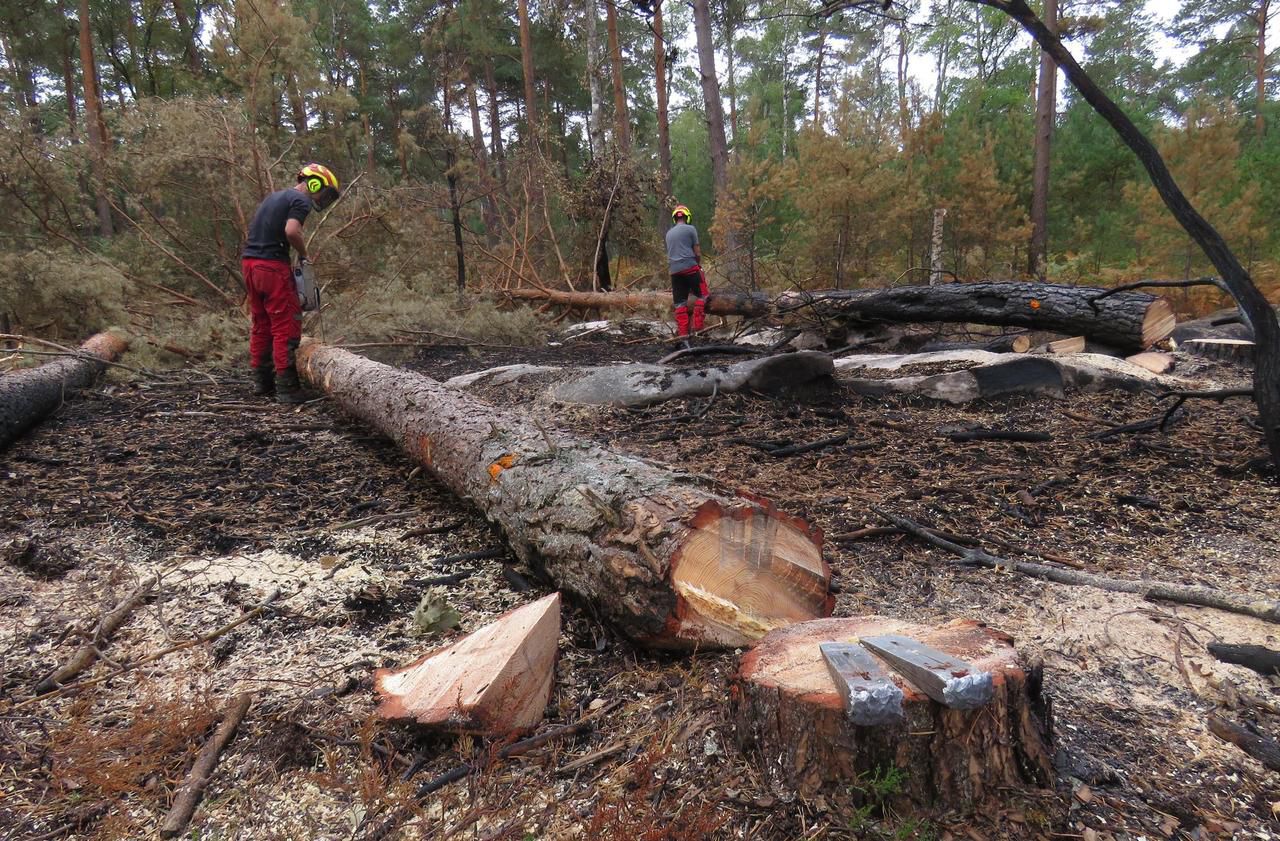 <b></b> Forêt de Fontainebleau, mardi 18 août. Rodolphe, Jean-François et Nicolas, ouvriers forestiers à l’ONF, ont abattu une centaine d’arbres en deux jours, sur la parcelle 619.