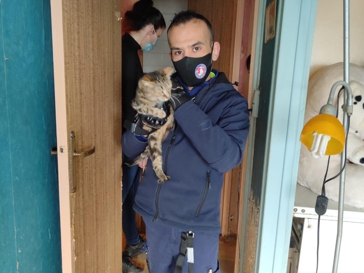 Sarcelles, dimanche 22 janvier. Plusieurs associations sont intervenues dans un appartement dont l'occupante possédait 24 chats, qui ont été sauvés. DR