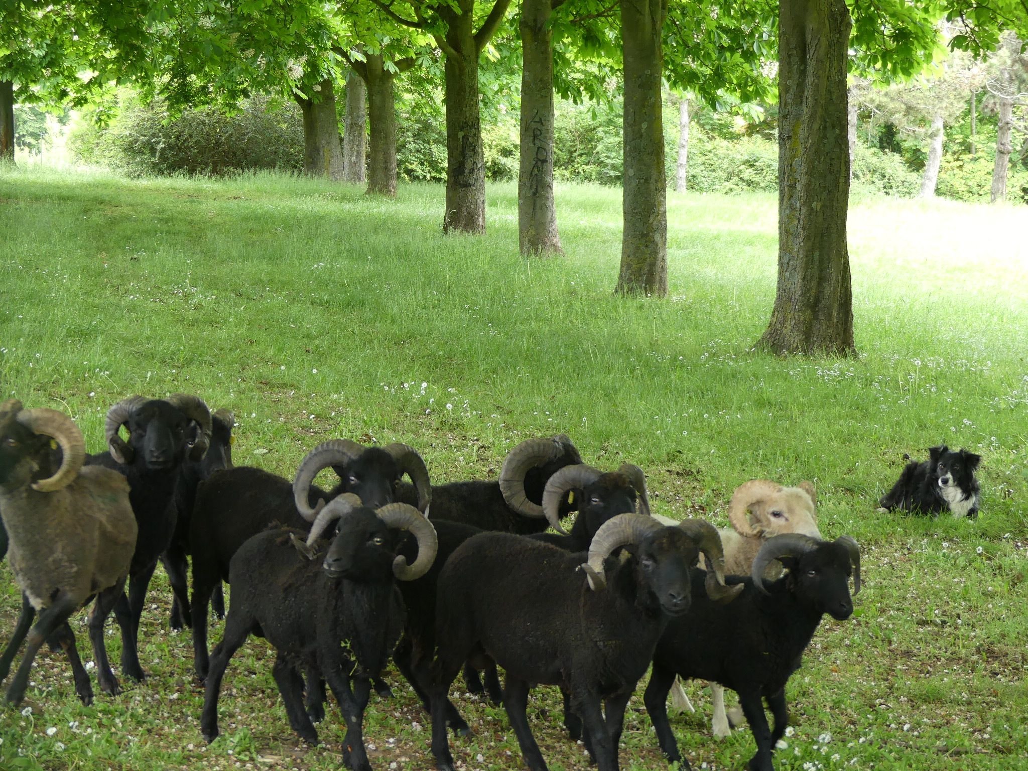L'éco-pâturage du parc des Lilas, financé par le budget citoyen, regroupe une vingtaine de moutons d'Ouessant. LP/Antoine Allart