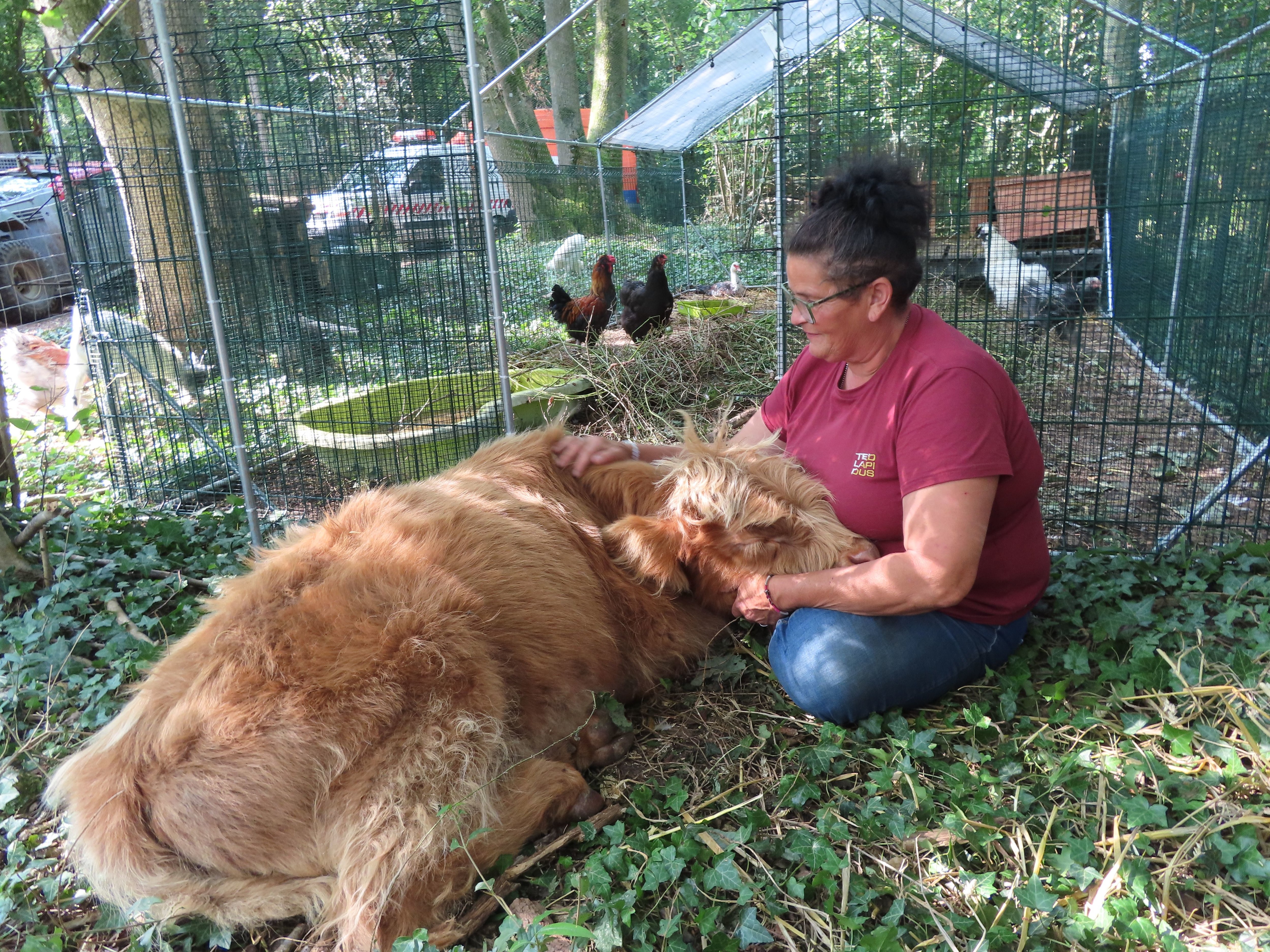 Bury, le 23 août 2024. Chats, chiens, poules, moutons, chèvre et même un veau, nommé Charly, sont hébergés par Animaux sans toit. LP/H.S.