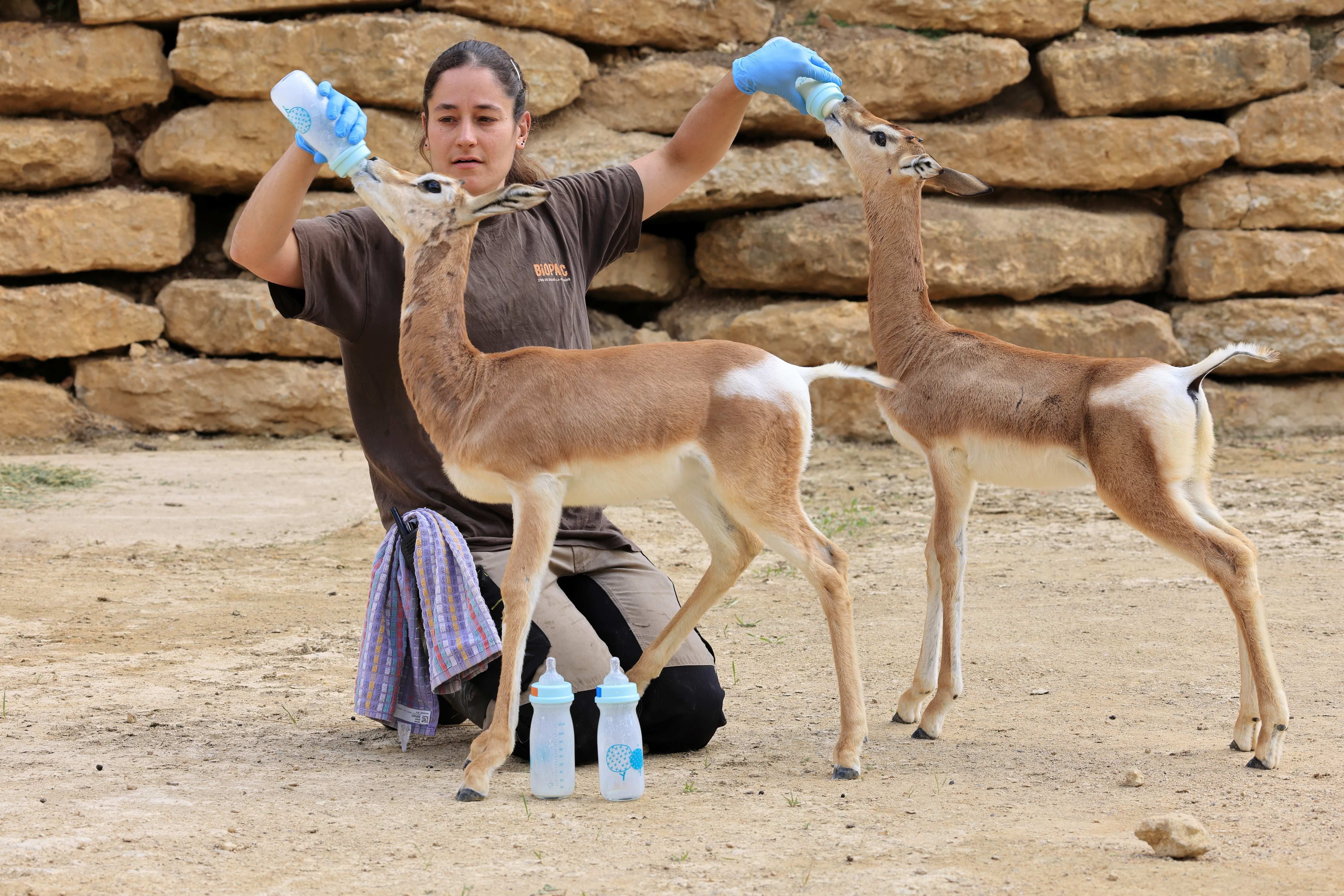 Pour les sauver d'une mort certaine, deux soigneuses du Bioparc de Doué-la-Fontaine (Maine-et-Loire) ont nourris les deux bébés gazelles dama Mohrr au biberon pendant onze semaines. /FLAUTRE