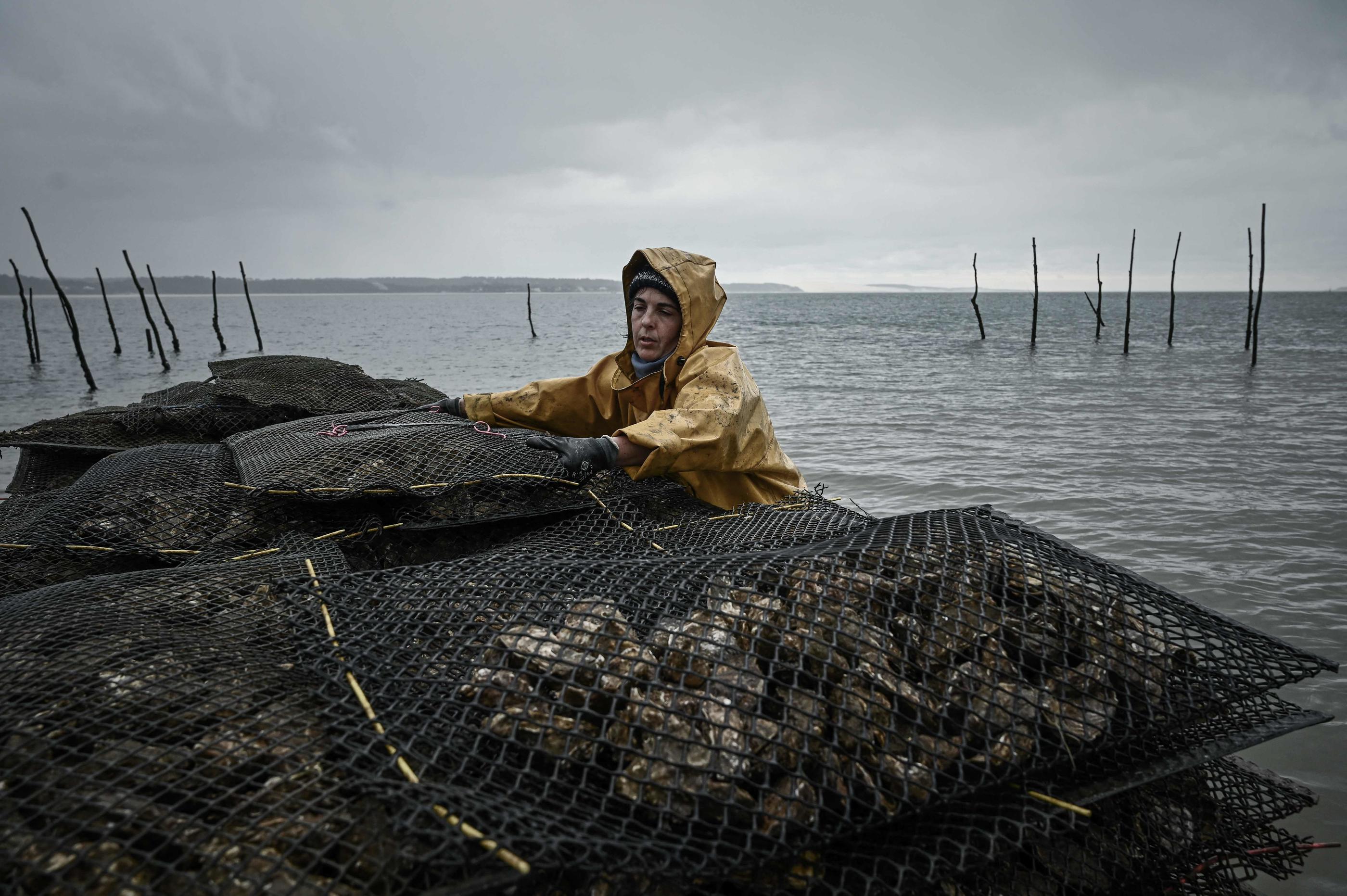 Les ostréiculteurs redoutent que les huîtres issues du bassin d'Arcachon soient de nouveau contaminées par les eaux usées, comme en décembre dernier. Elles avaient été interdites en vente. Philippe Lopez/AFP
