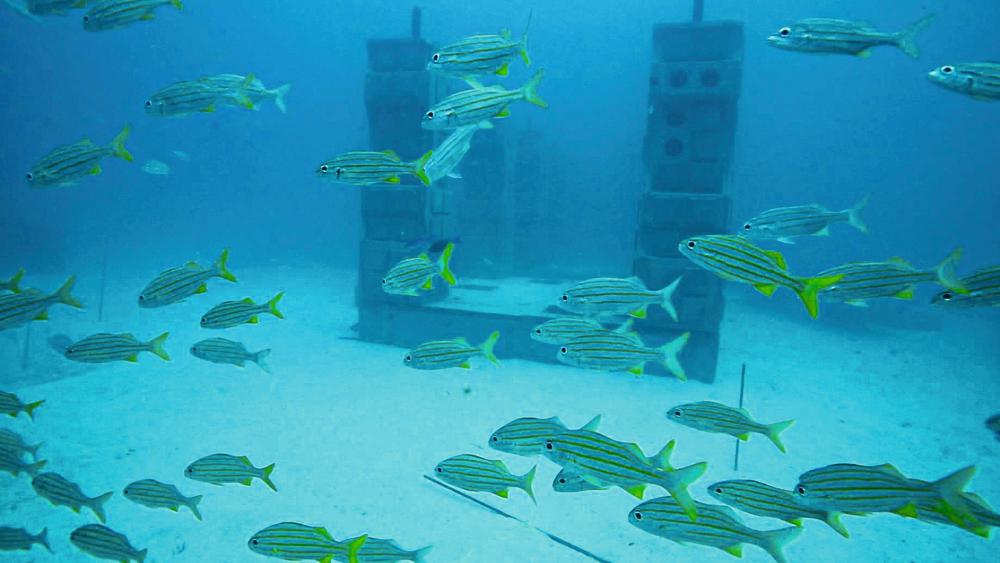 Les récifs artificiels déjà colonisés par des poissons !
