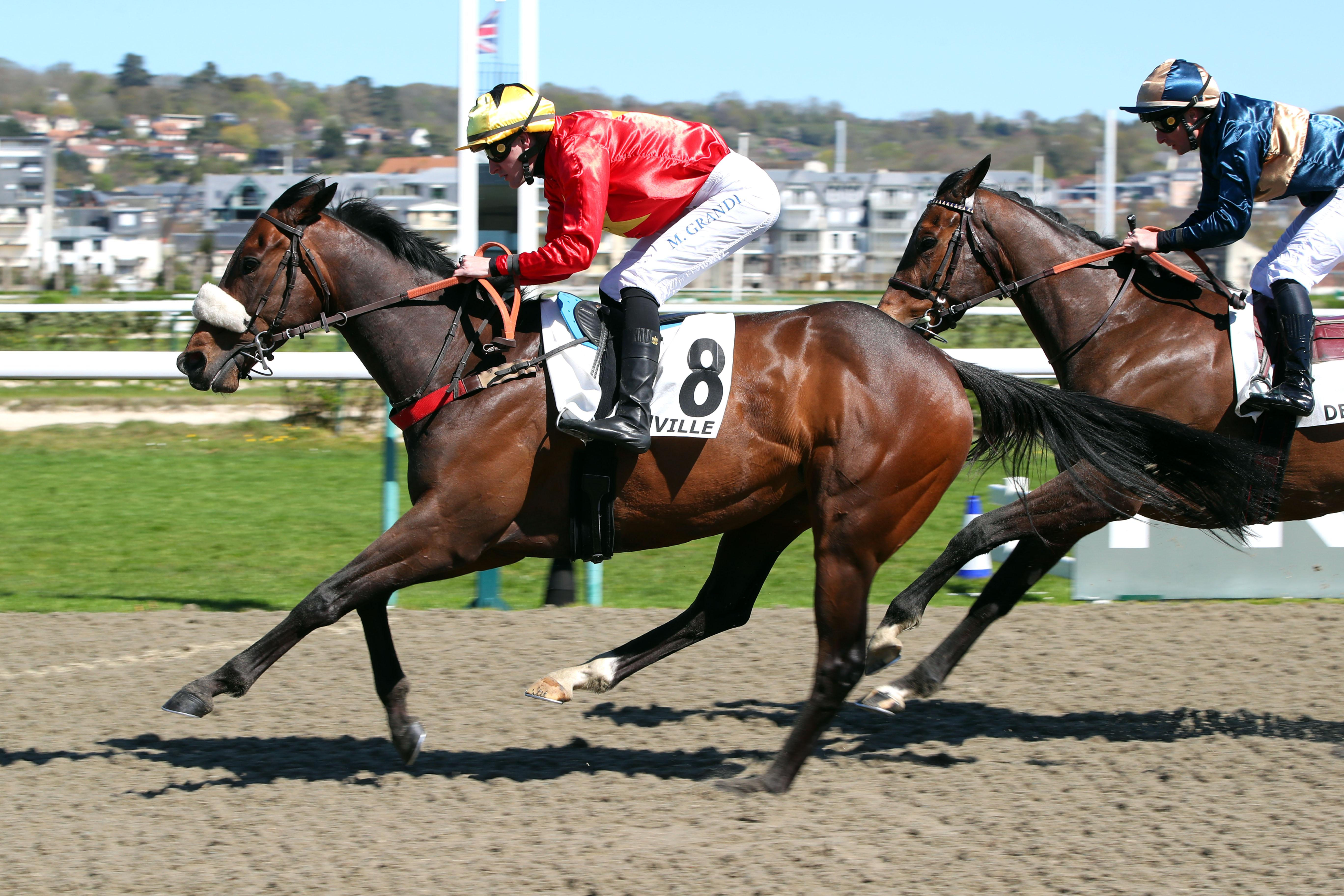Flots de concours hippique equitation flot hippiques equestre