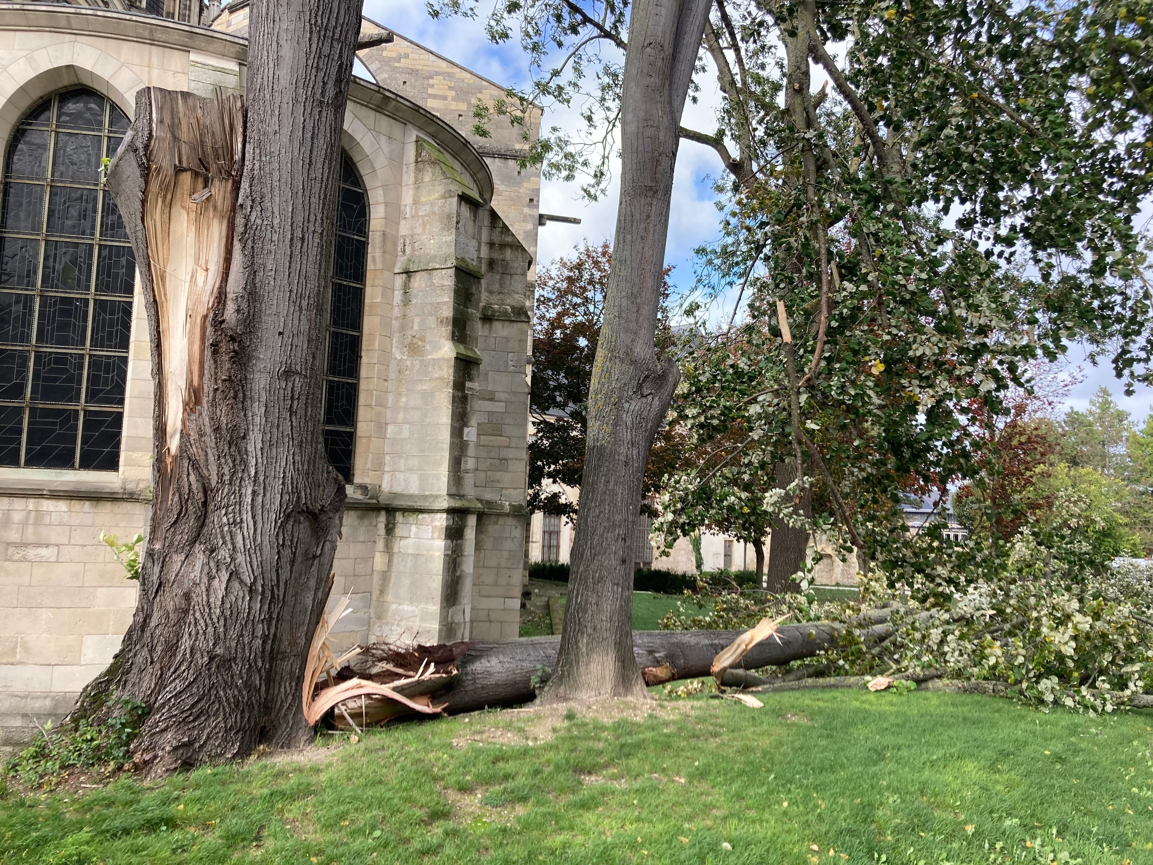 La tempête Ciaran a laissé dans son sillage des arbres couchés sur les routes ou dans les parcs comme ici à l'arrière de la Basilique Saint-Remi à Reims (Marne). LP/Marie Blanchardon