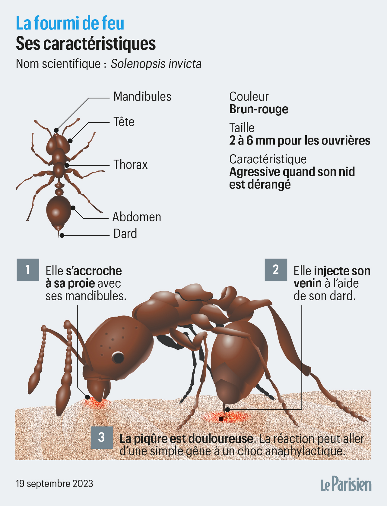 La fourmi de feu est désormais présente en Europe et c'est une