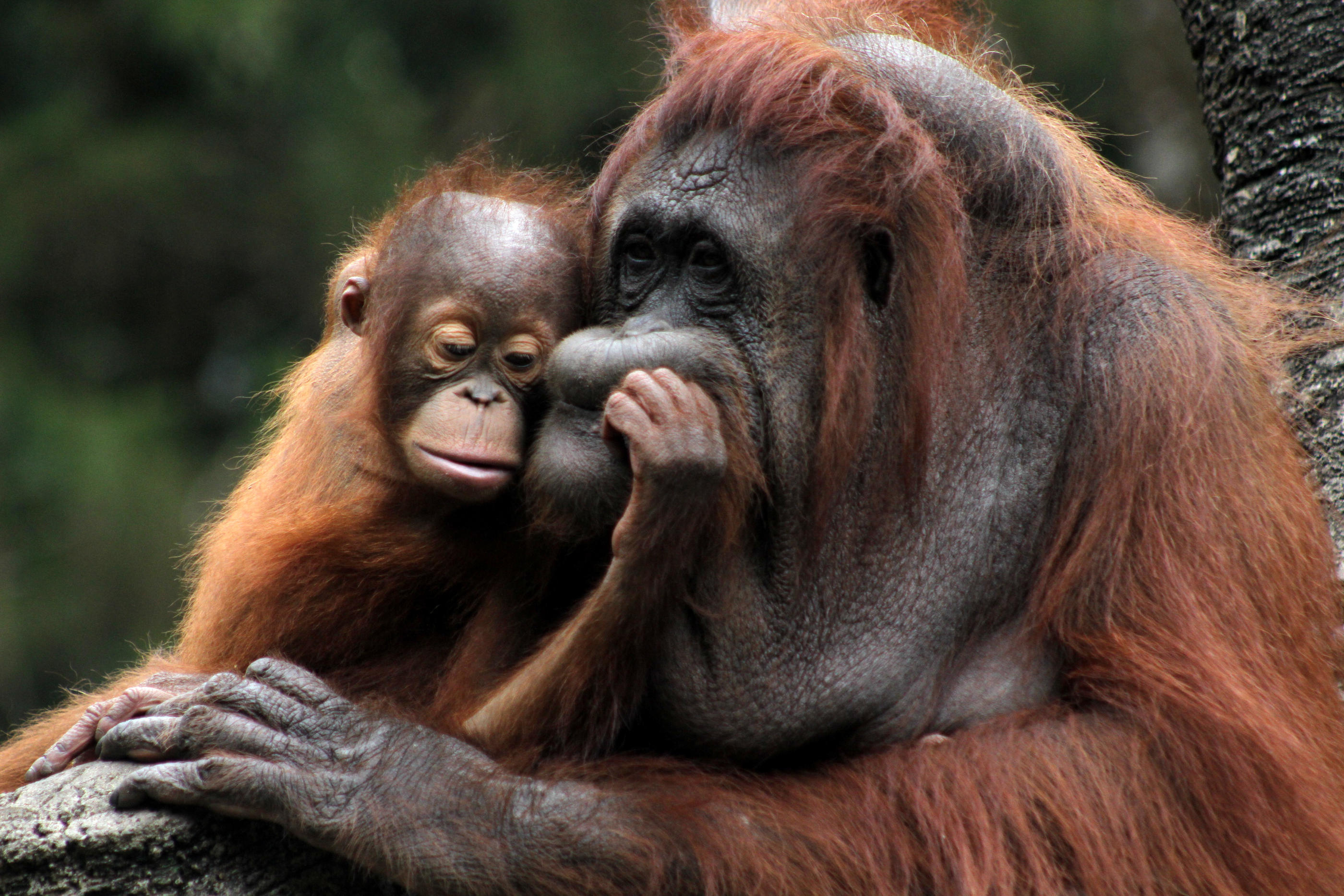 L’orang-outan vit en Malaisie et en Indonésie, plus précisément dans les îles sud-asiatiques de Sumatra et Bornéo. IconSport/ Xinhua
