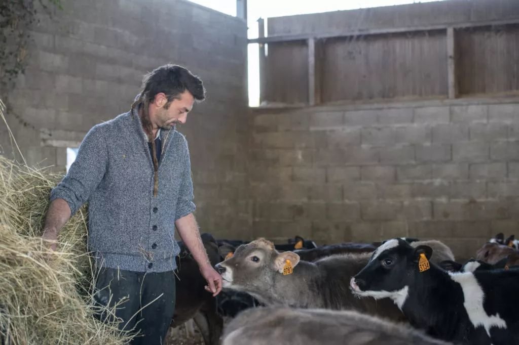 Pascal Maris, éleveur de bovins à Ladignac-le-Long en Haute-Vienne, a failli perdre ses 300 bêtes après la détection de tuberculose bovine dans son troupeau. DR