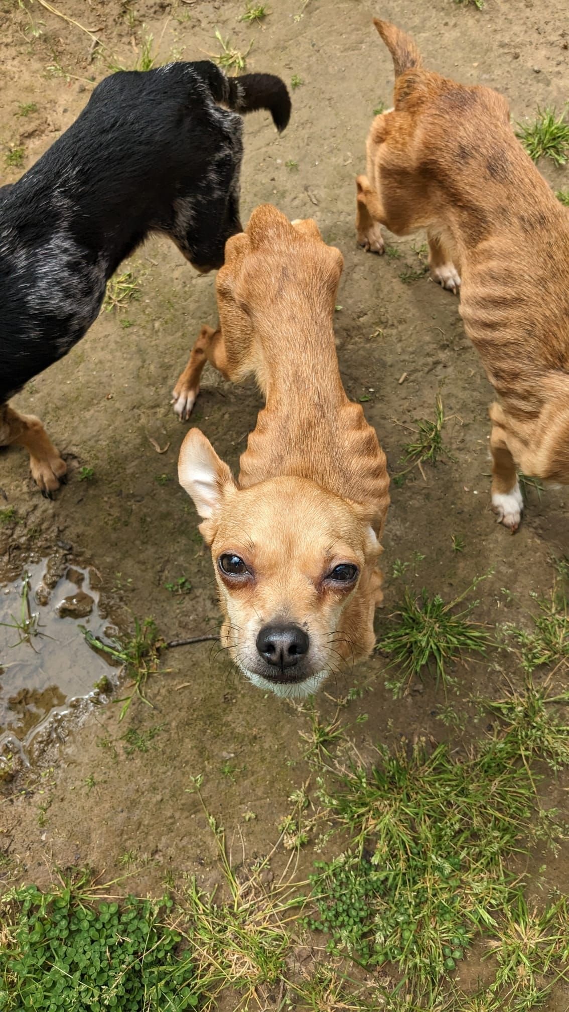 Marcoussis, lundi 8 mai 2023. L'association Action protection animale a secouru cinq chiens dans un état de cachexie, qui vivaient dans une maison à Marcoussis. DR