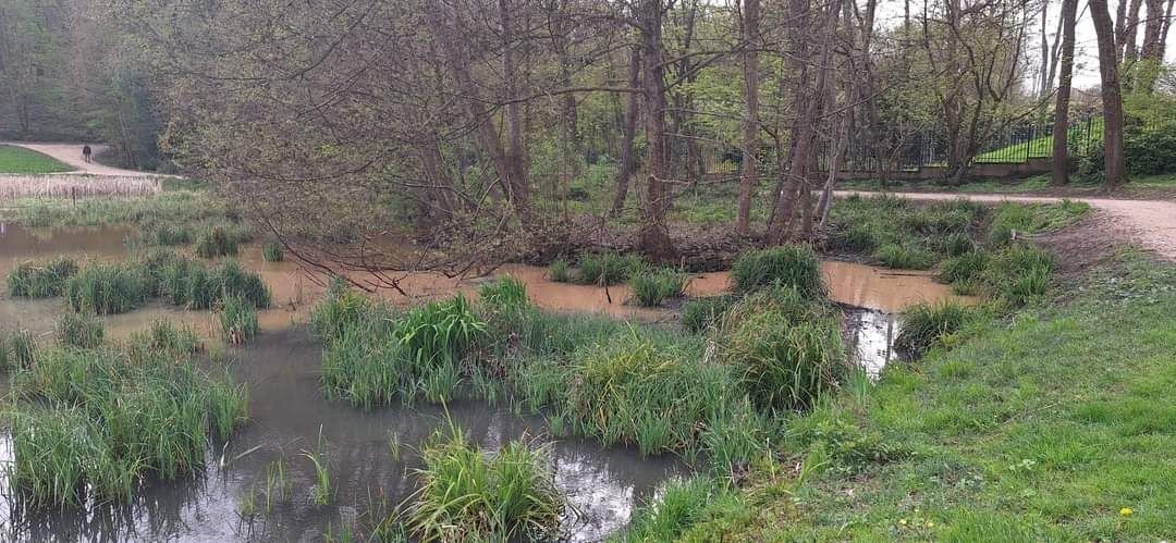 Ville-d'Avray (Hauts-de-Seine), vendredi 8 mars. Le premier épisode de la pollution du vieil étang daterait du mois de mars selon l'élu d’opposition et déléguée départementale de l’association Sites & Monuments, Hélène Seychal. DR