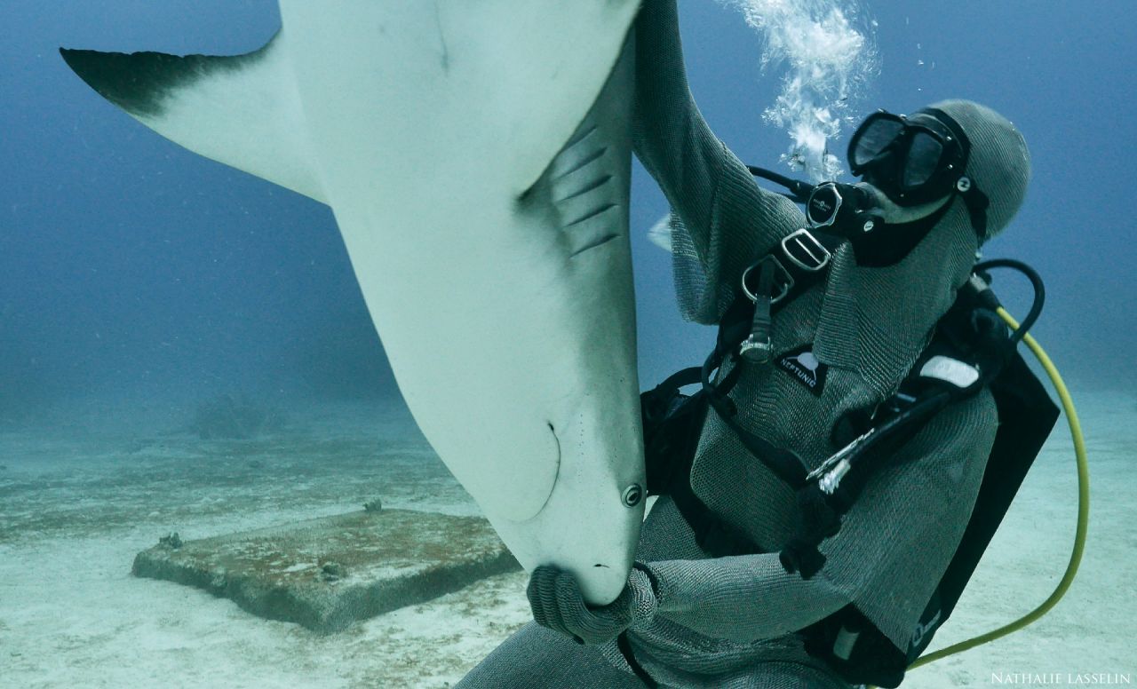 Un grand requin blanc nouveau-né probablement photographié pour la première  fois - Le Parisien
