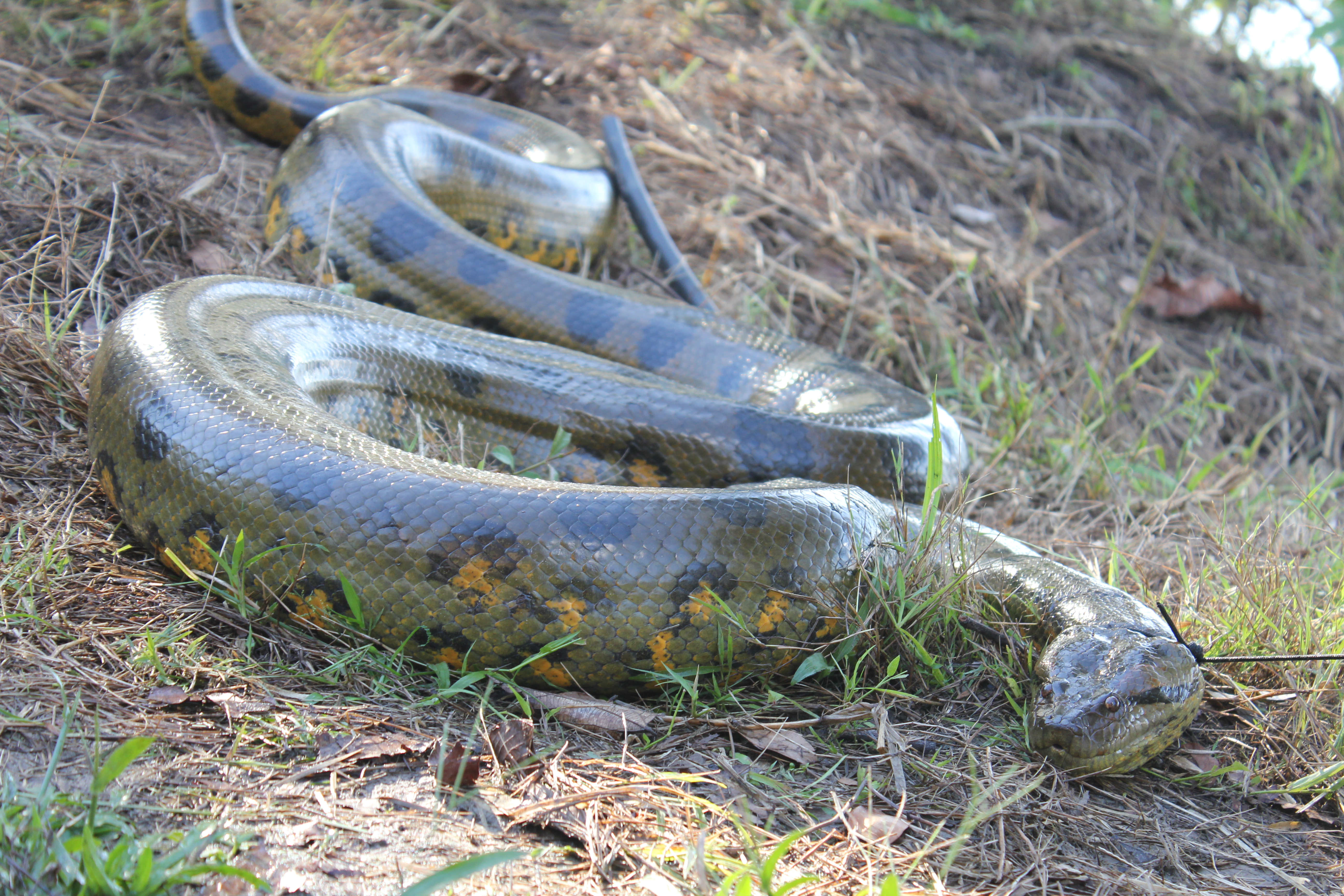 Selon les auteurs de la découverte, Vasuki Indicus avait des caractéristiques communes avec les actuels anaconda (ici, un anaconda vert). Wikimedia/CC BY-SA @Tserres34