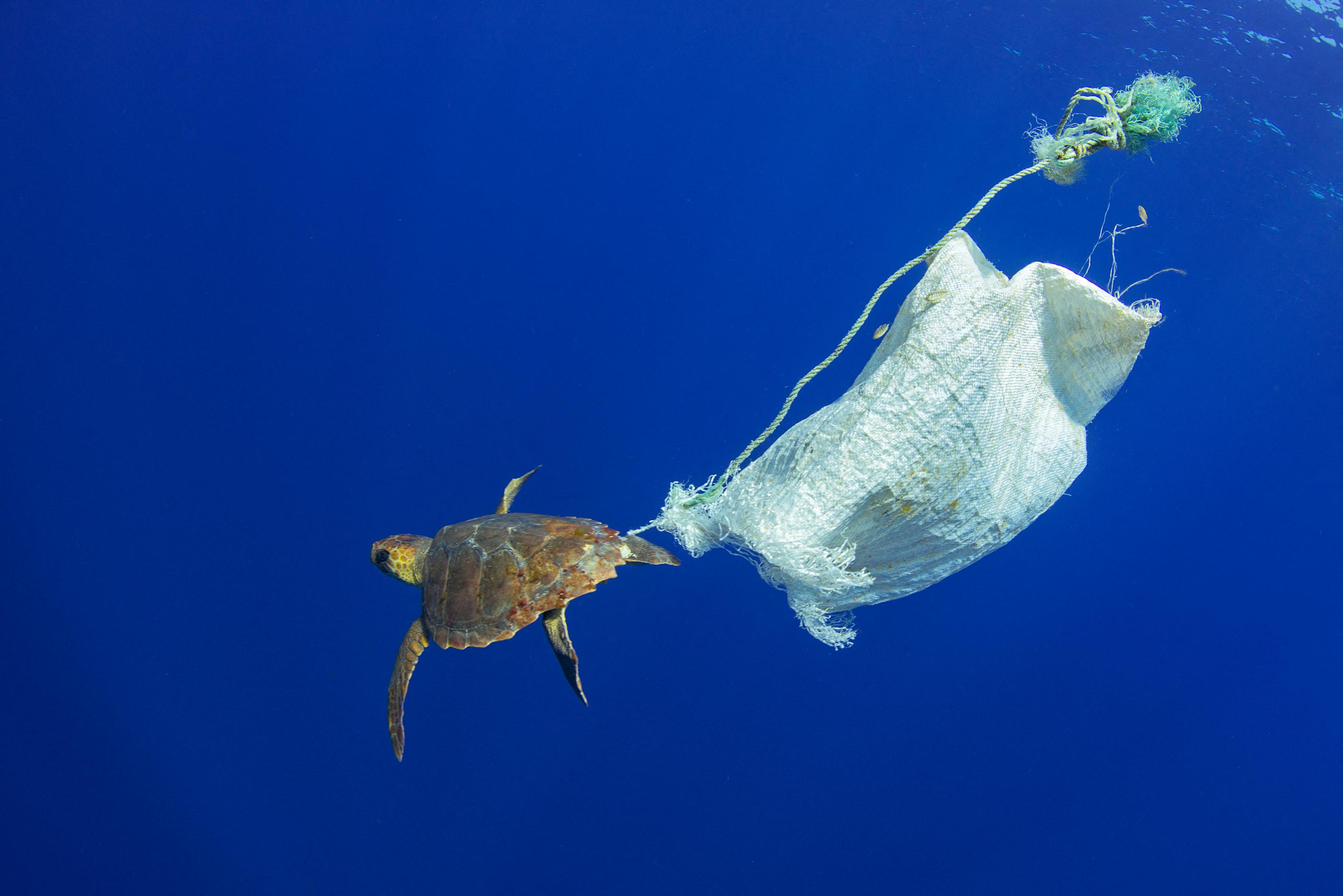 Des scientifiques ont calculé qu'entre 470 à 540 milliers de tonnes de débris finissent dans les océans chaque année. AFP/Biosphoto/Sergio Hanquet